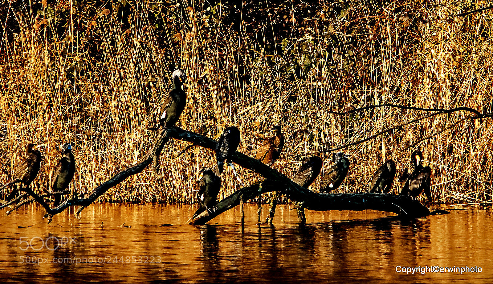 Nikon D300S sample photo. Kormoran kolonie photography