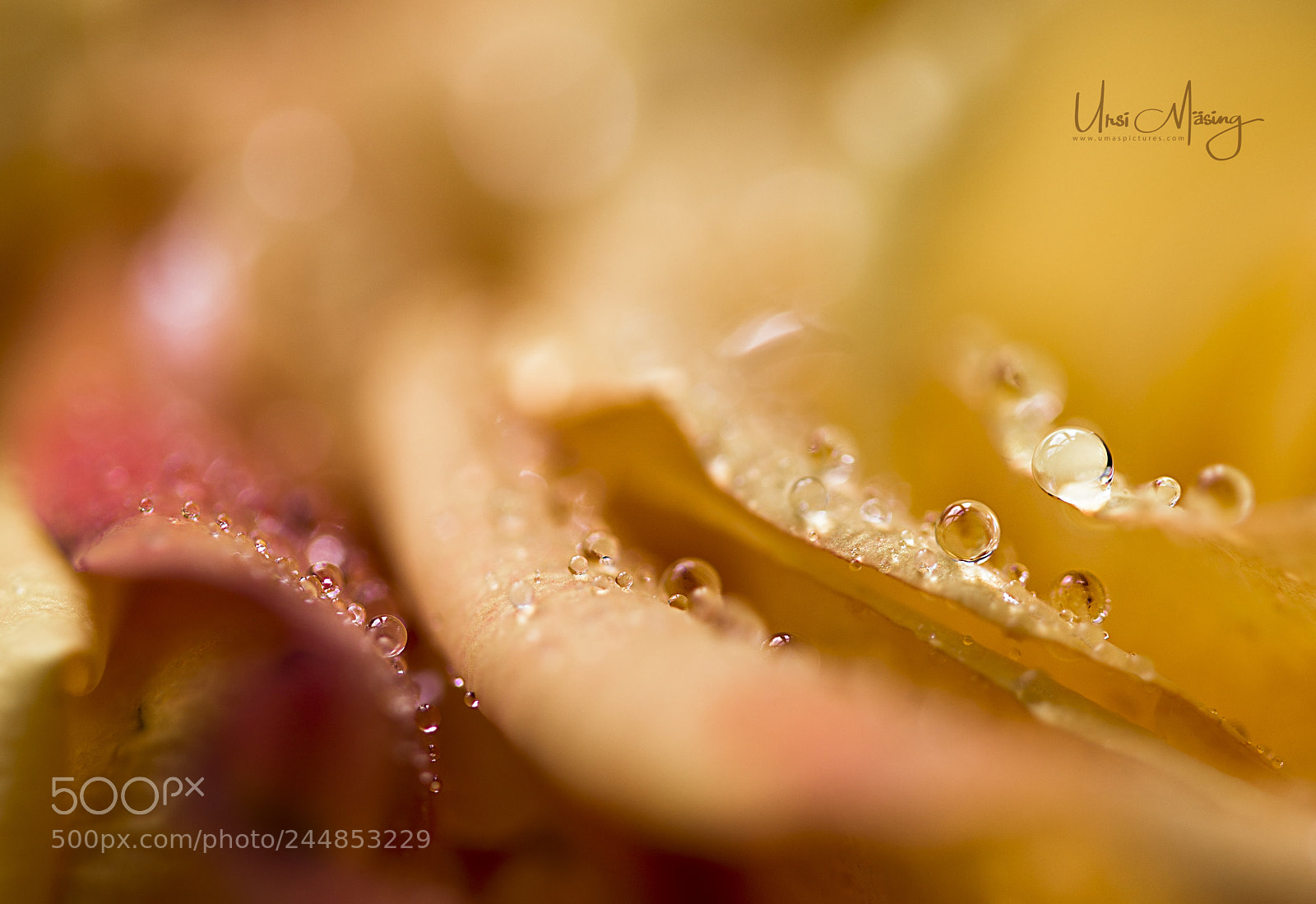 Sony SLT-A99V sample photo. Raindrops photography