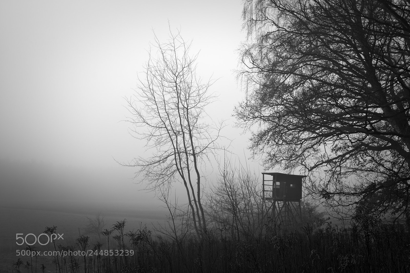 Fujifilm X-T1 sample photo. Foggy morning photography