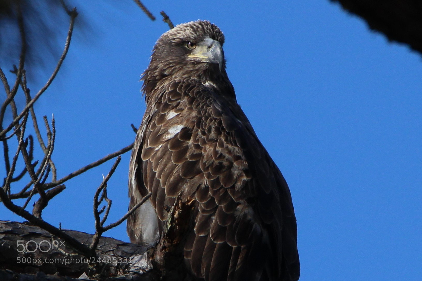 Canon EOS 1200D (EOS Rebel T5 / EOS Kiss X70 / EOS Hi) sample photo. Baby bald eagle photography