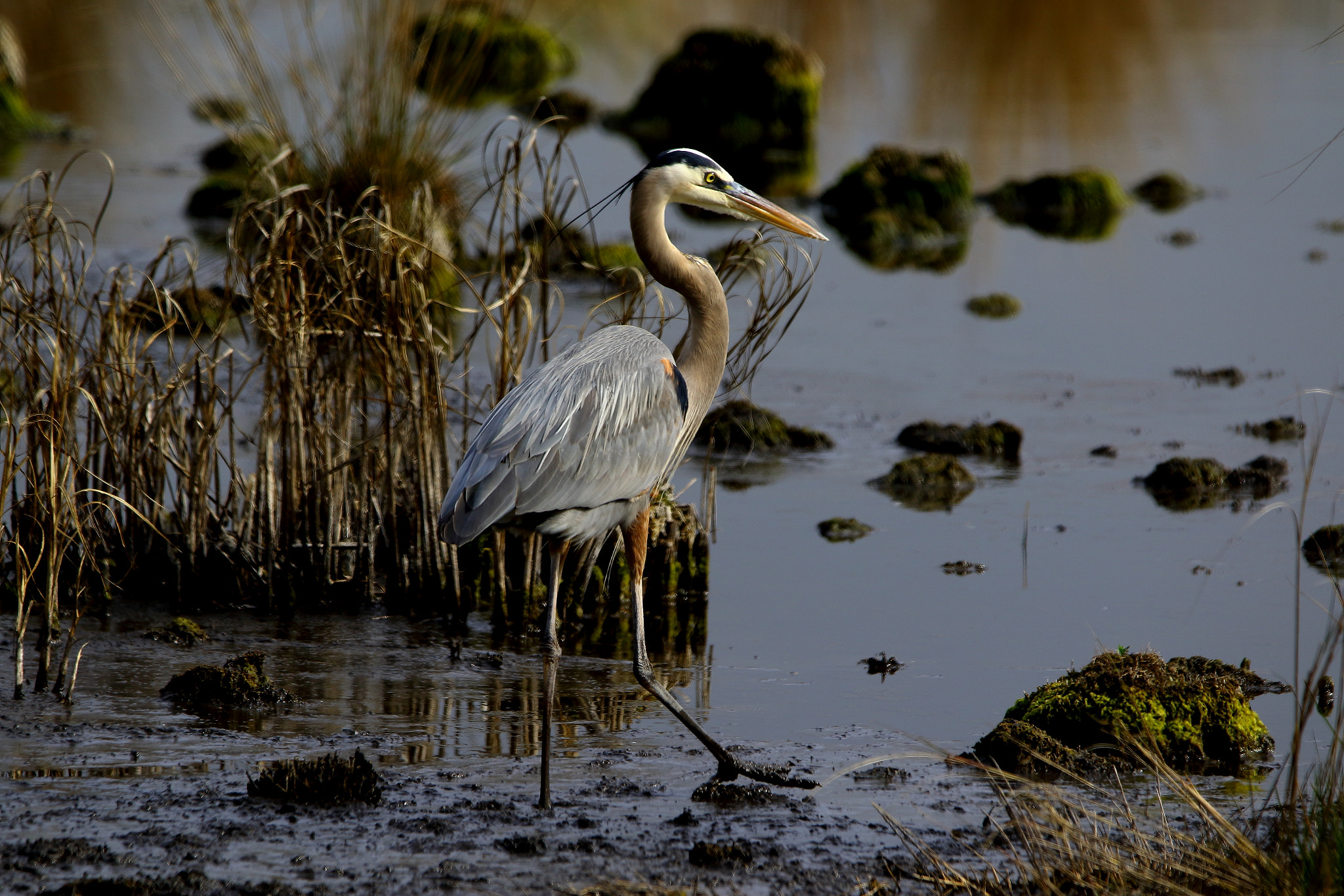 Sigma 150-600mm F5-6.3 DG OS HSM | C sample photo. Lighthouse photography