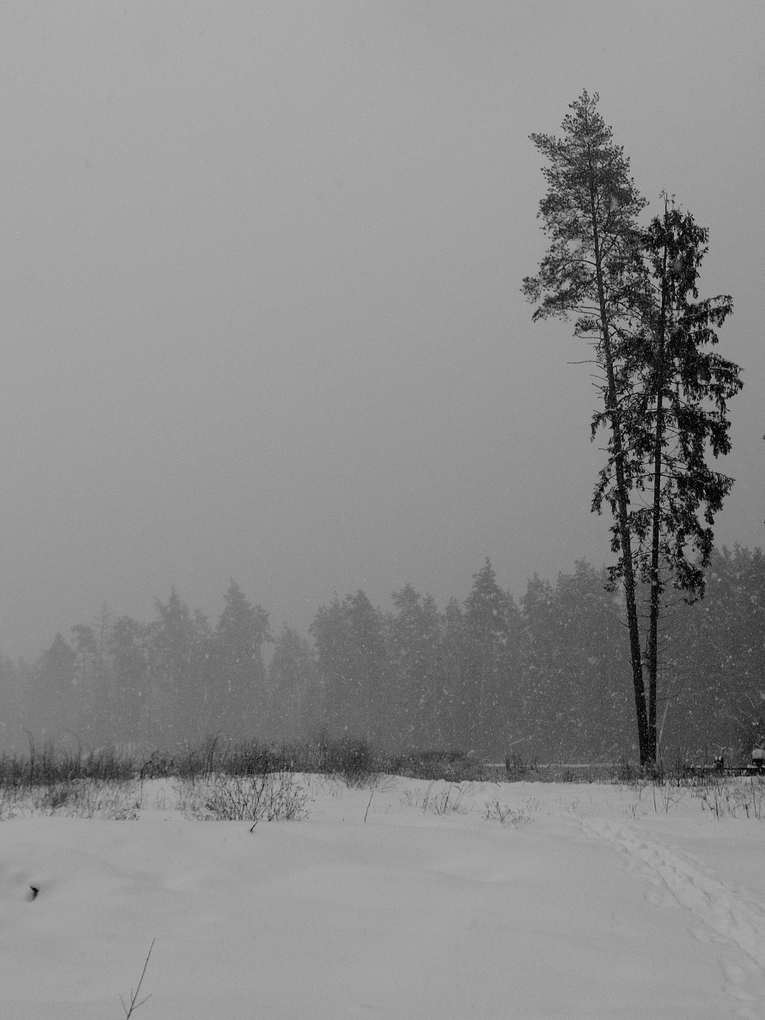 Nikon D5000 sample photo. Lonely forest photography