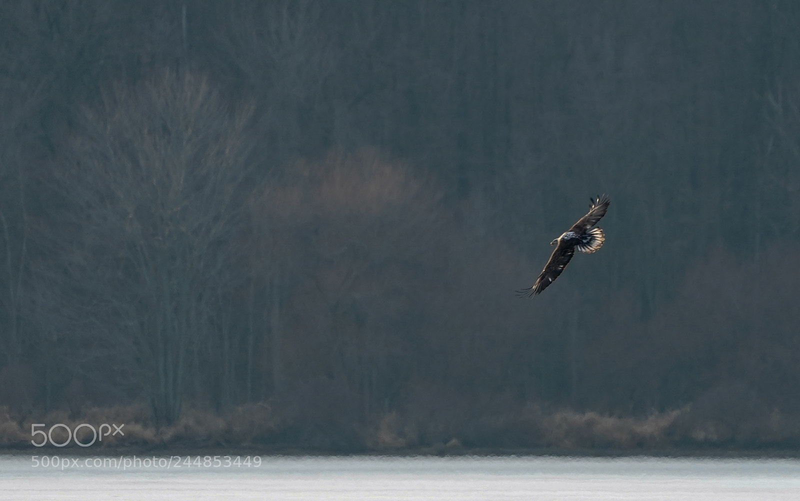 Sony a7R III sample photo. Fly high photography