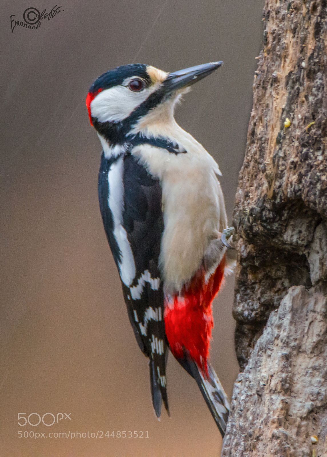 Nikon D800 sample photo. Woodpecker photography