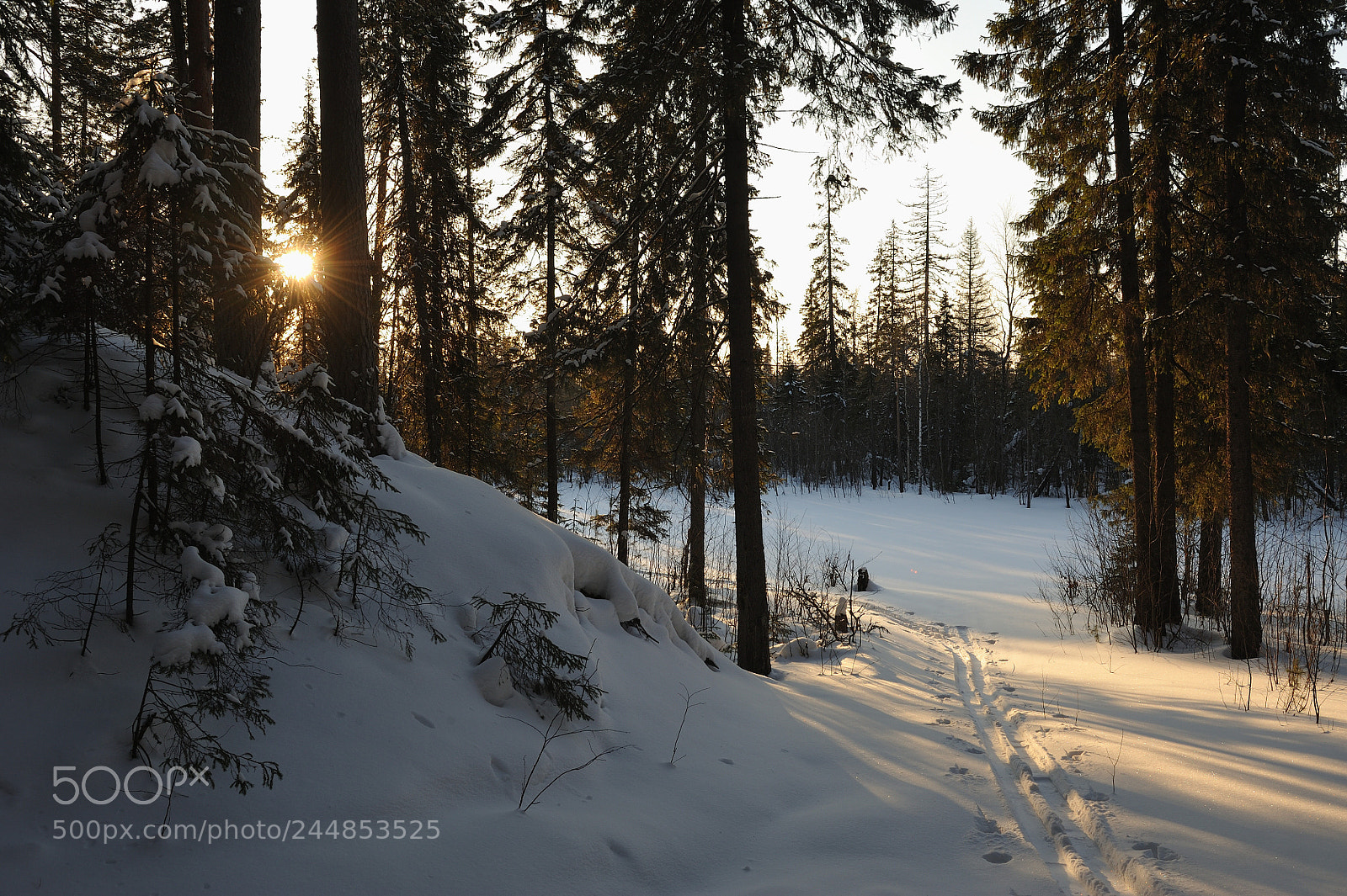 Nikon D700 sample photo. Wintery forest. photography