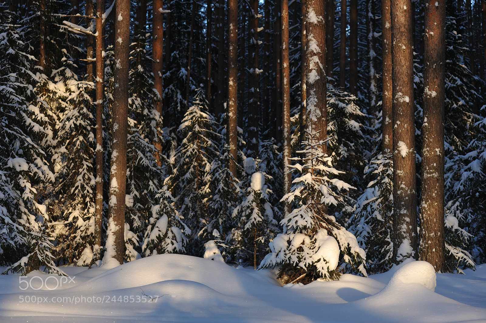 Nikon D700 sample photo. Wintery forest. photography