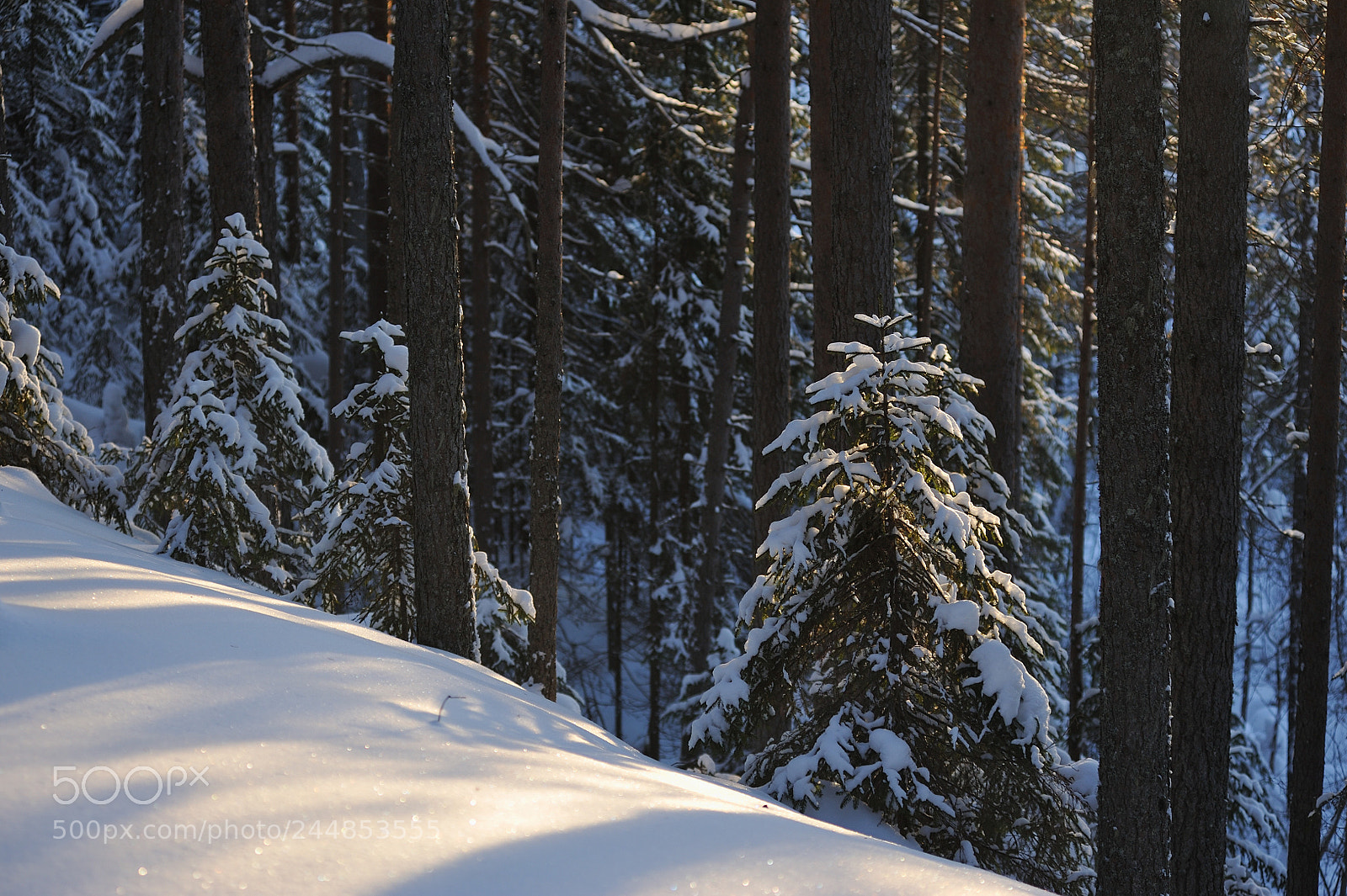 Nikon D700 sample photo. Wintery forest. photography
