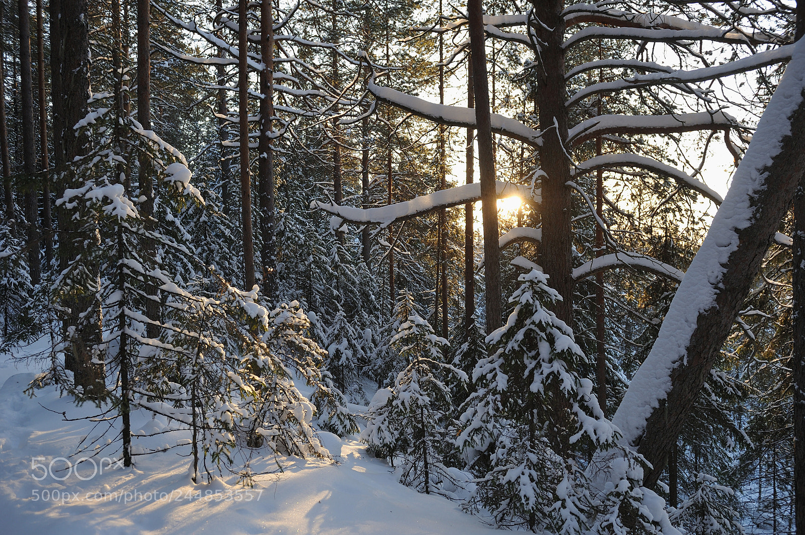 Nikon D700 sample photo. Wintery forest. photography