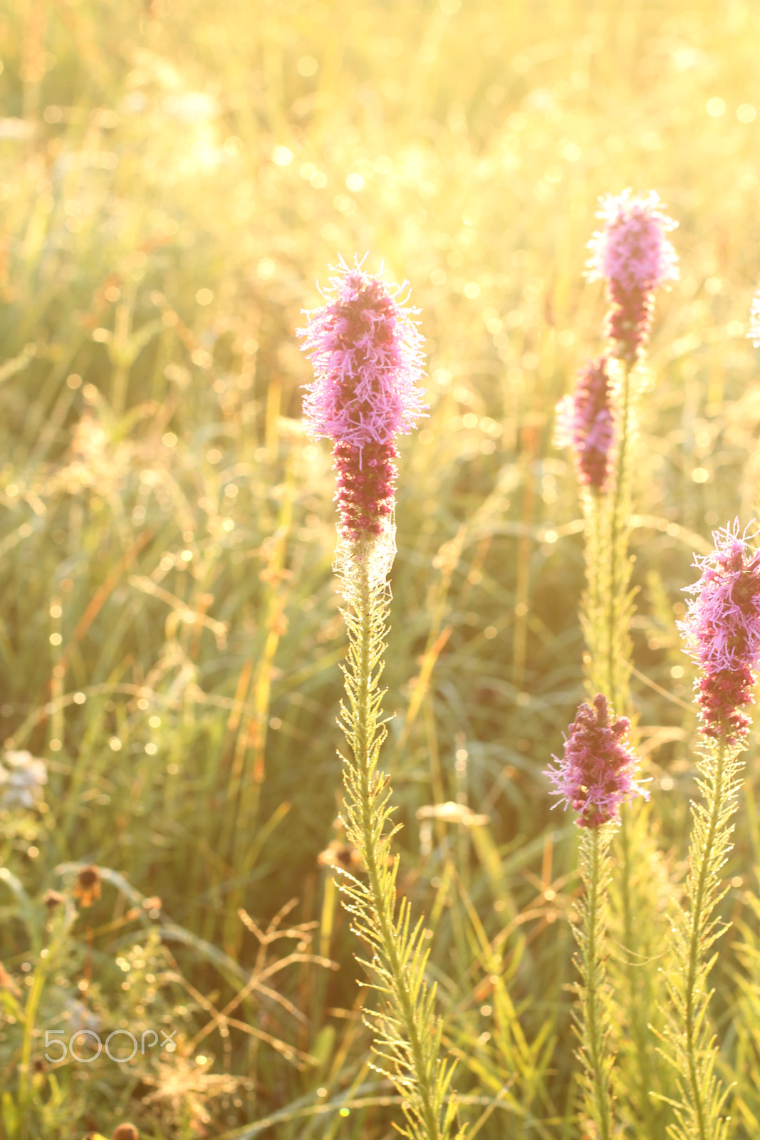 Canon EF 50mm F1.4 USM sample photo. Prairie photos 1 photography