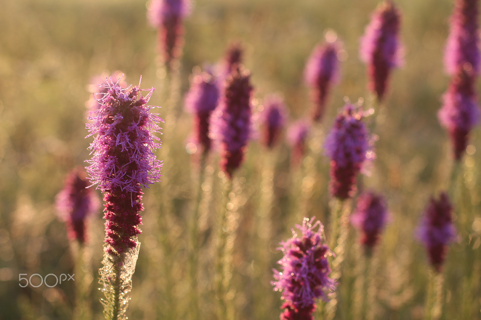 Canon EF 50mm F1.4 USM sample photo. Prairie photos 4 photography