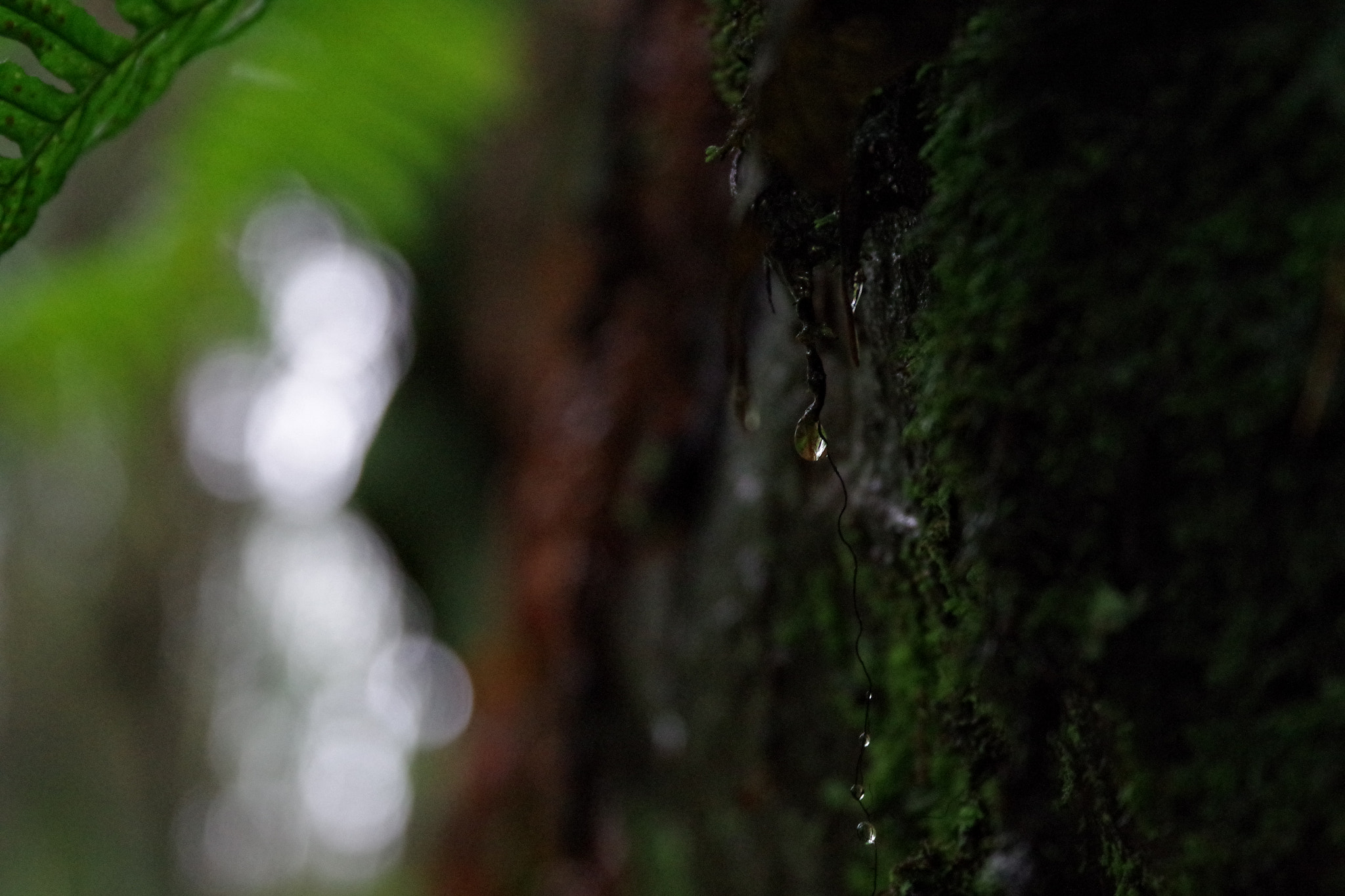 Pentax K-S2 sample photo. Dew photography