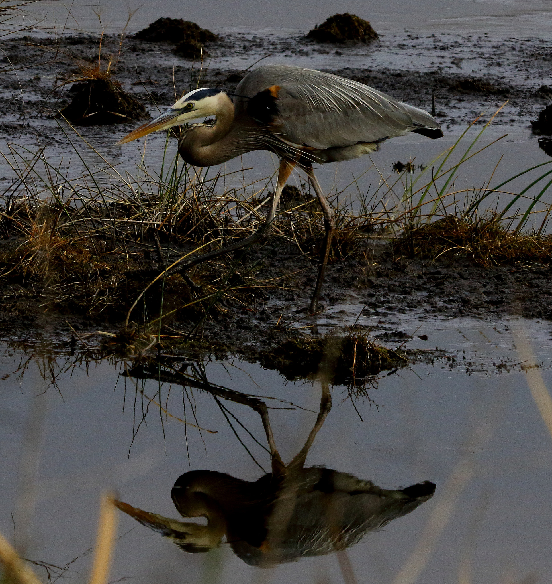 Sigma 150-600mm F5-6.3 DG OS HSM | C sample photo. Lighthousem photography