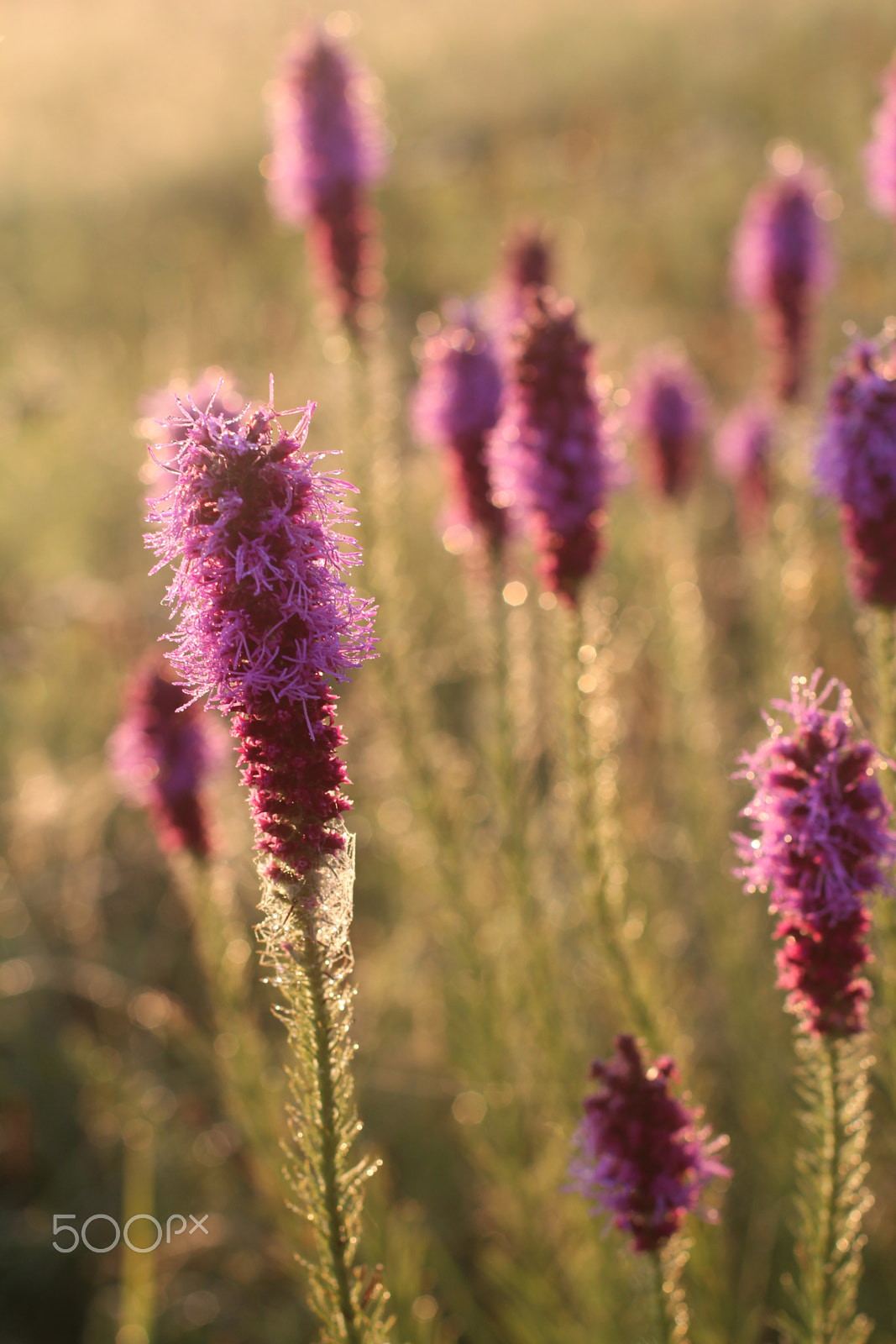 Canon EF 50mm F1.4 USM sample photo. Prairie photos 3 photography
