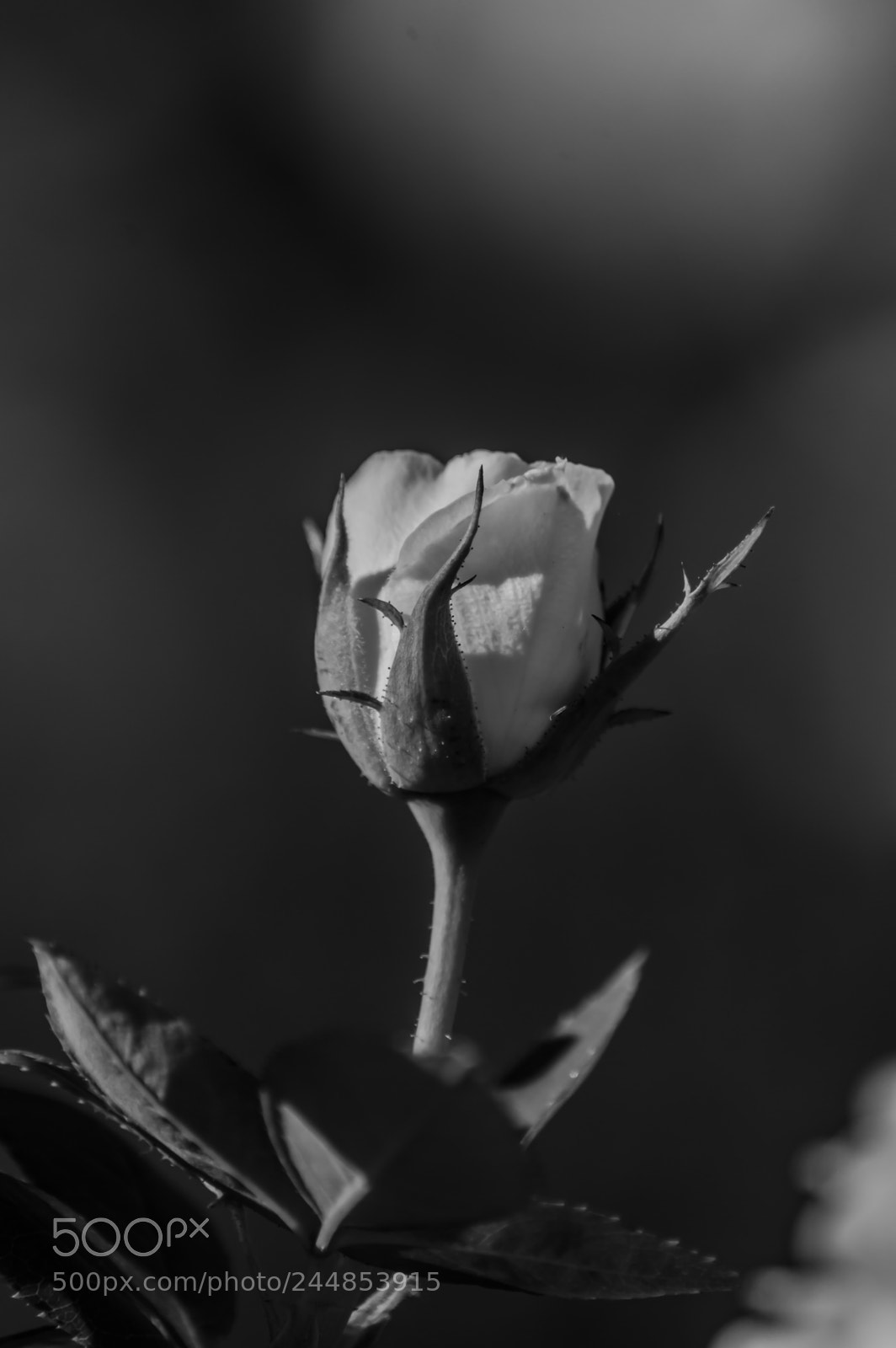 Nikon D3200 sample photo. Deteniendo el tiempo photography