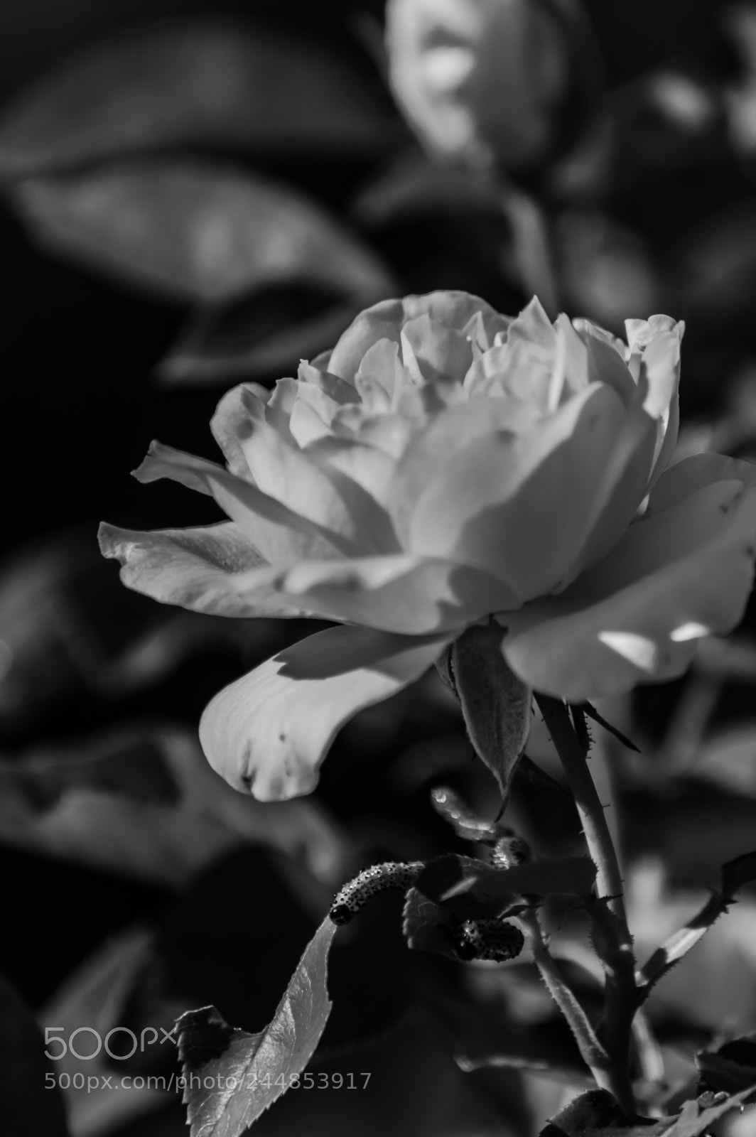 Nikon D3200 sample photo. Deteniendo el tiempo photography