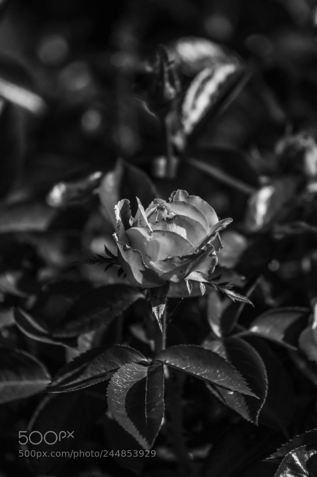 Nikon D3200 sample photo. Deteniendo el tiempo photography
