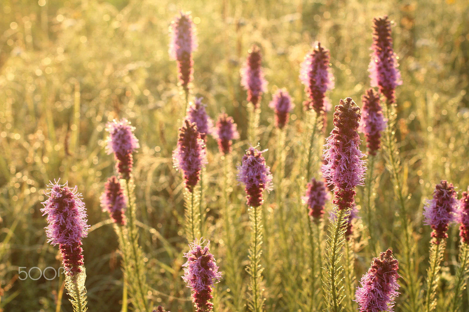 Canon EF 50mm F1.4 USM sample photo. Prairie photos 6 photography