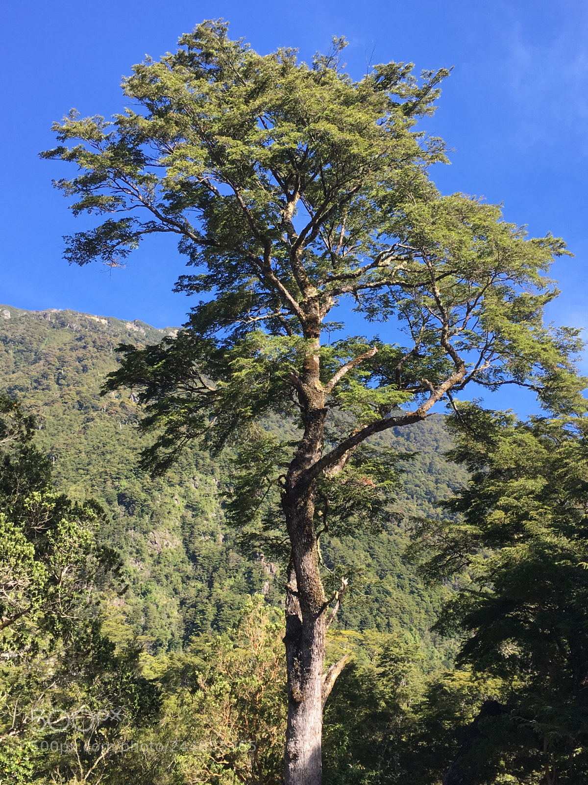 Apple iPhone 6s sample photo. Bosque nativo, sur de photography