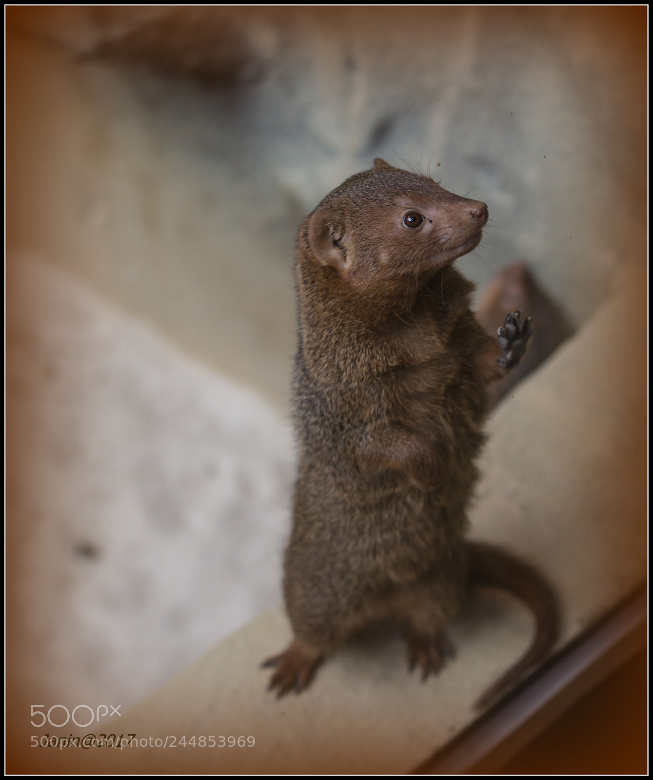 Canon EOS 60D sample photo. Cute mangoose photography