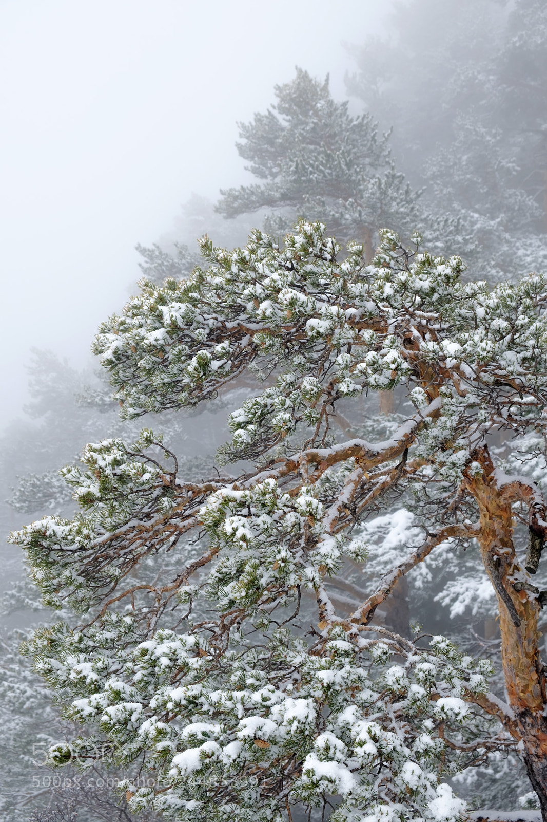 Fujifilm X-T20 sample photo. 22-scots pine 2 photography