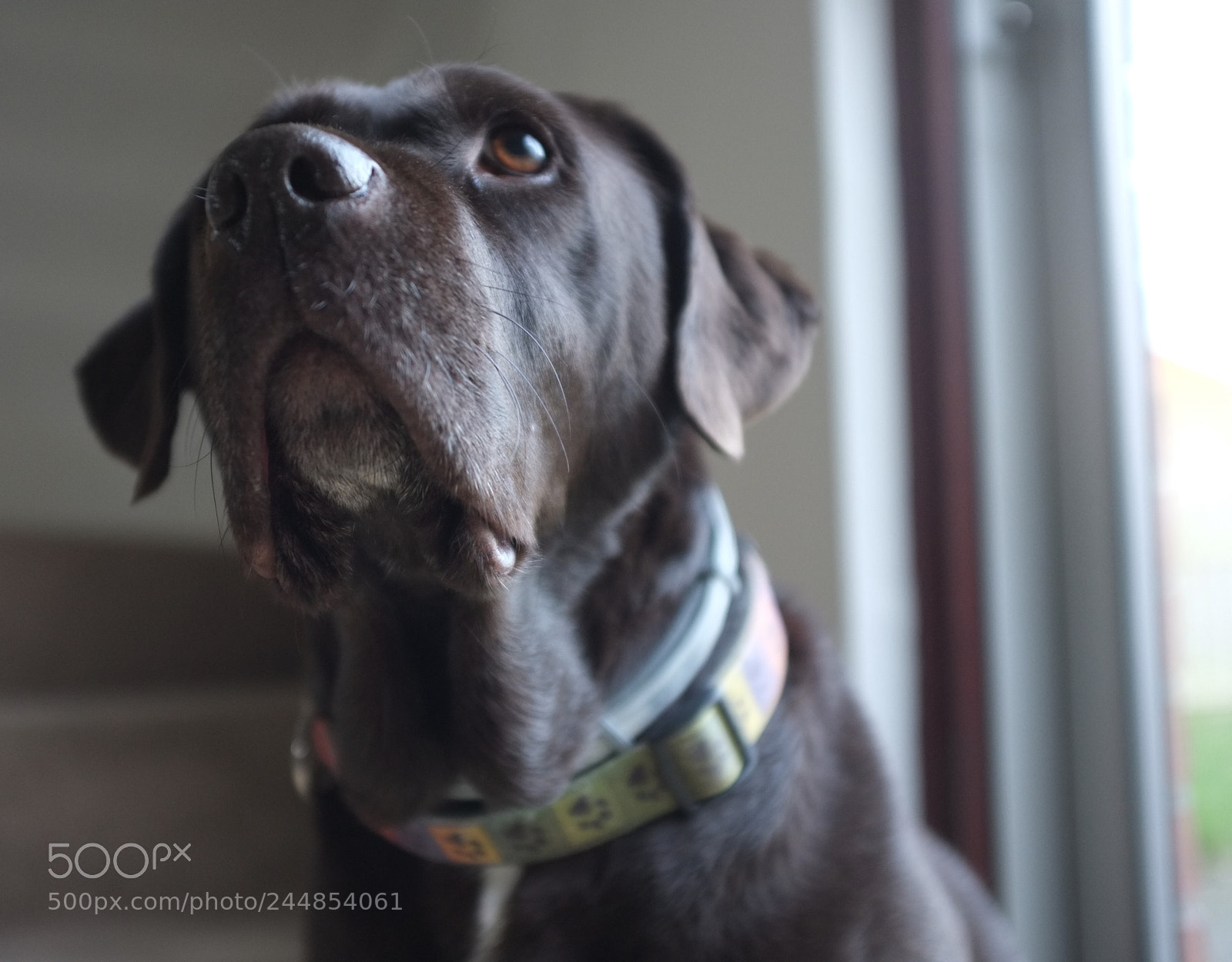 Fujifilm FinePix X100 sample photo. My dog called fudge. photography