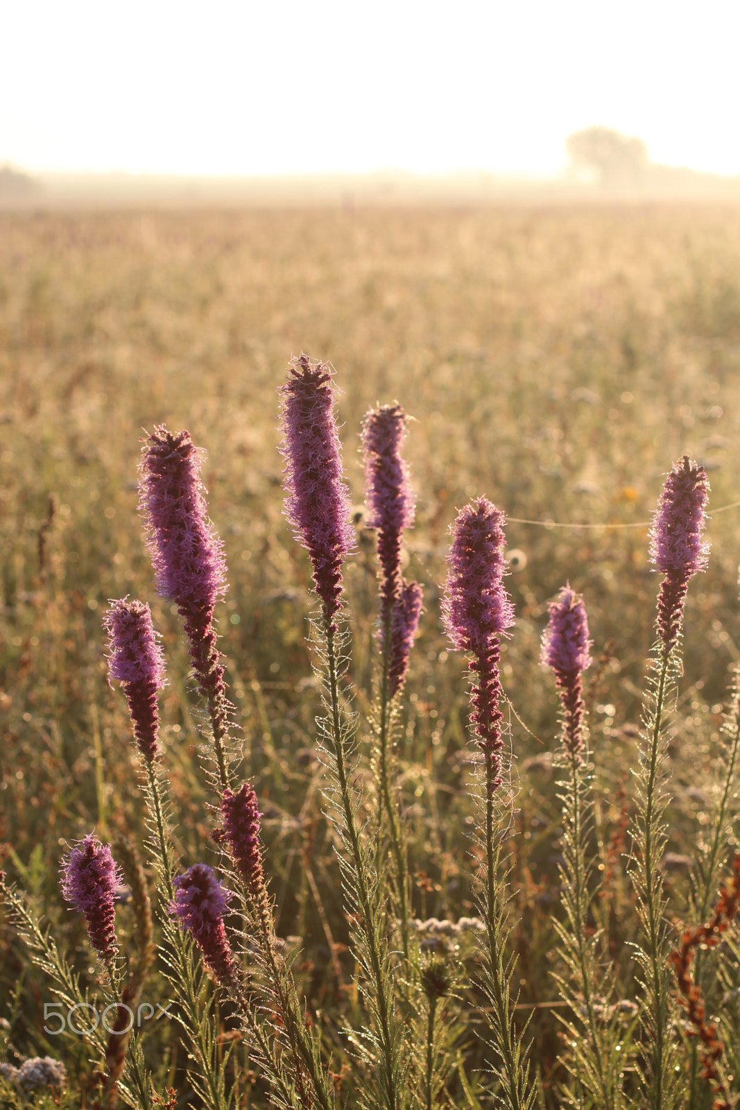 Canon EF 50mm F1.4 USM sample photo. Prairie photos 2 photography