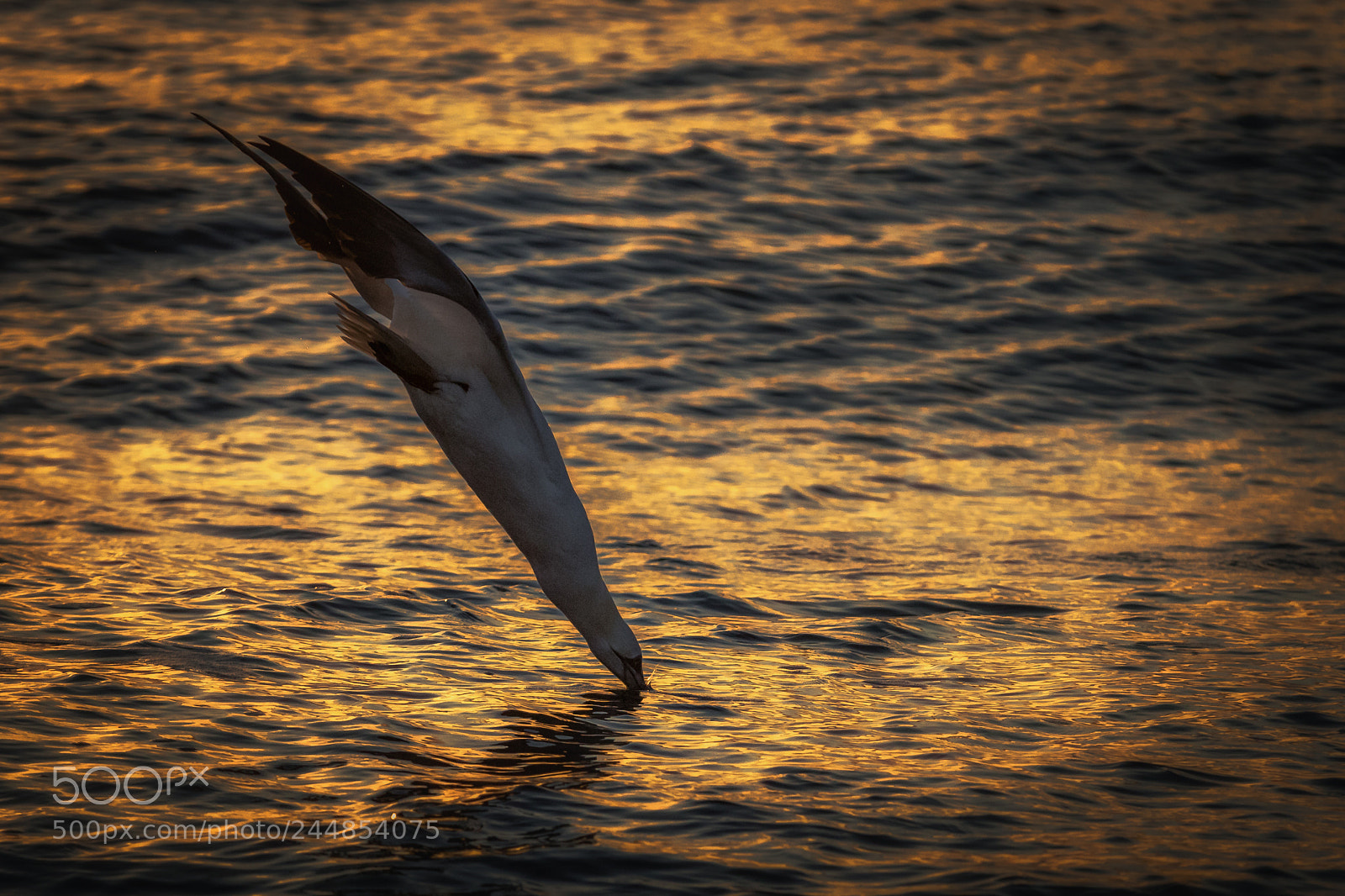 Canon EOS 7D Mark II sample photo. Early morning dive photography