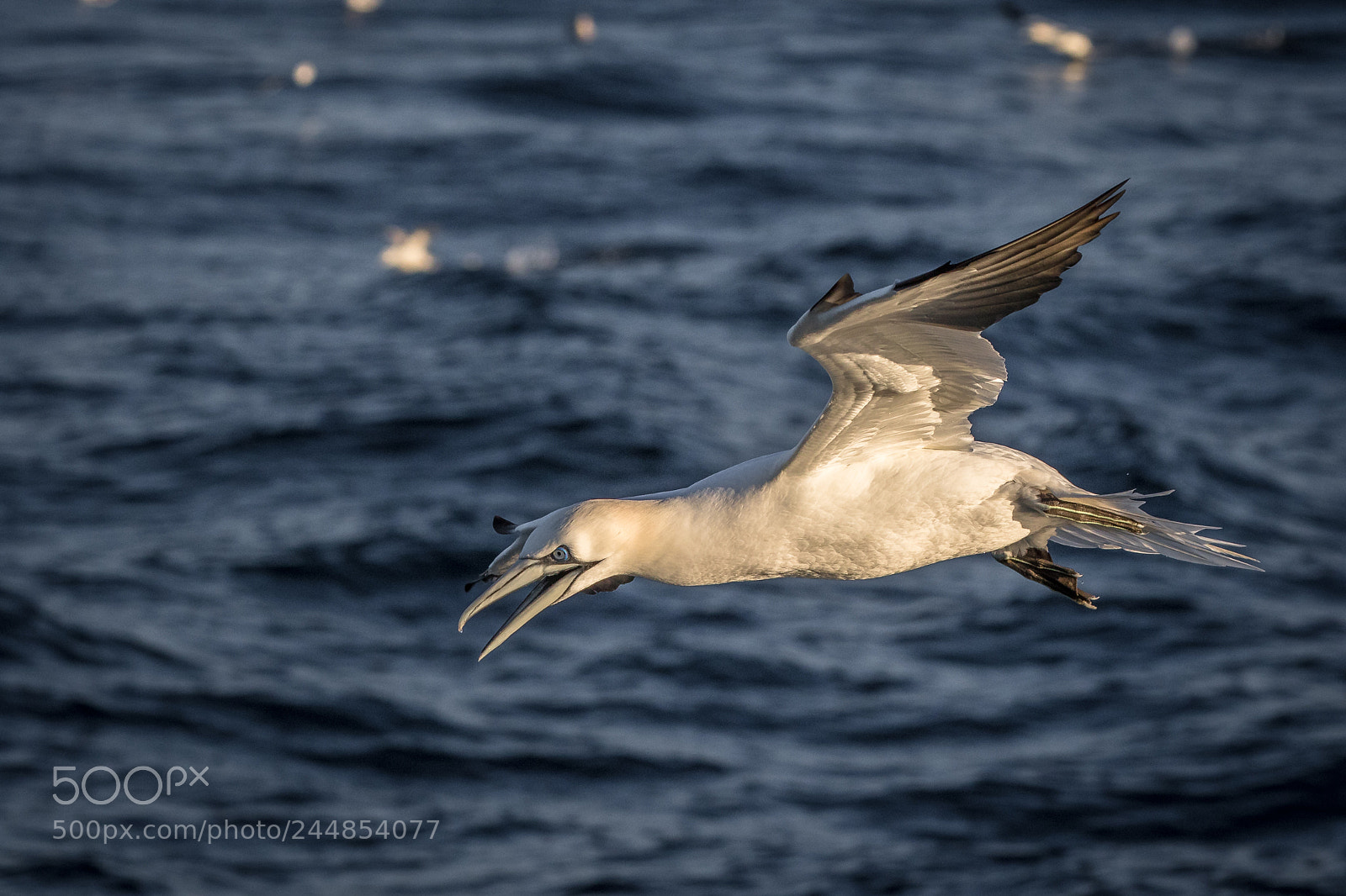 Canon EOS 7D Mark II sample photo. Gannet photography