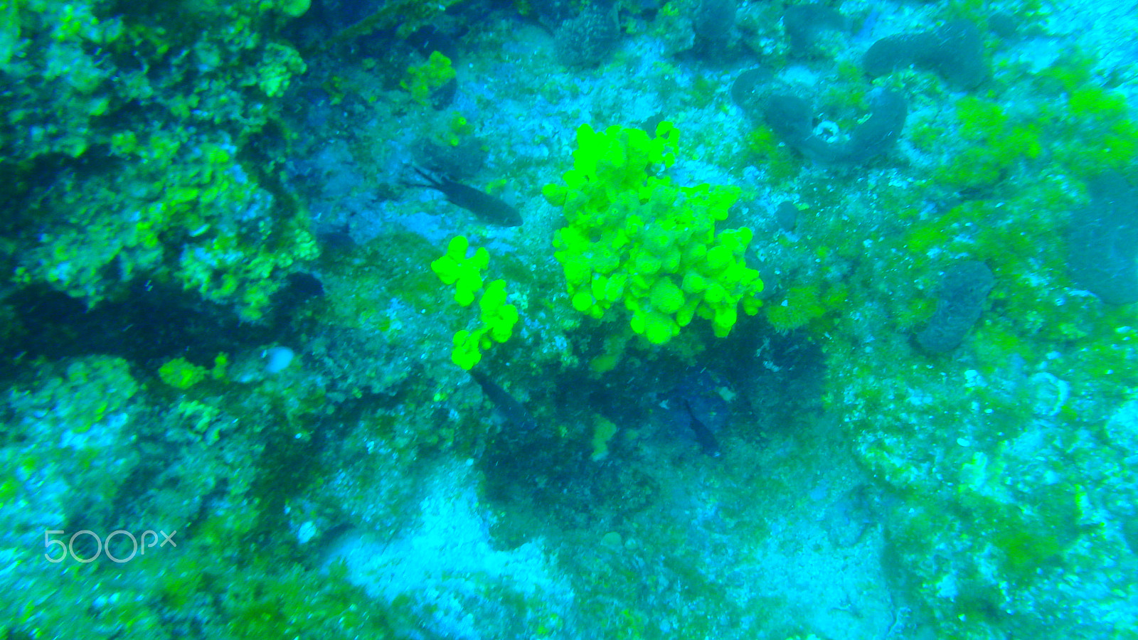 Olympus TG-850 sample photo. Pictures of the underwater life photography