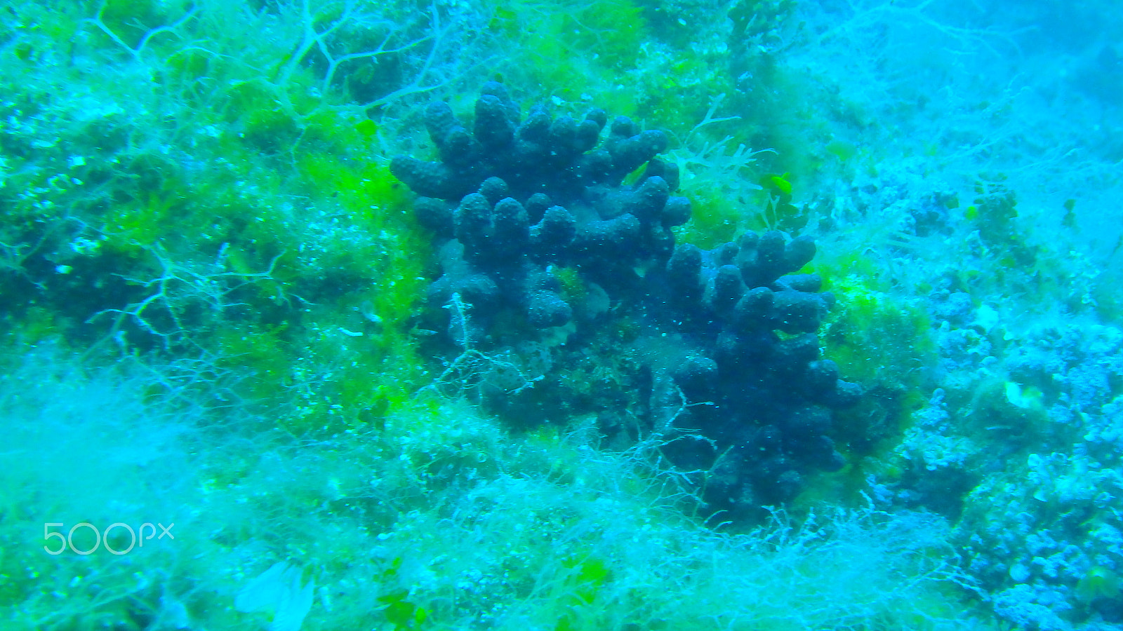 Olympus TG-850 sample photo. Pictures of the underwater life photography