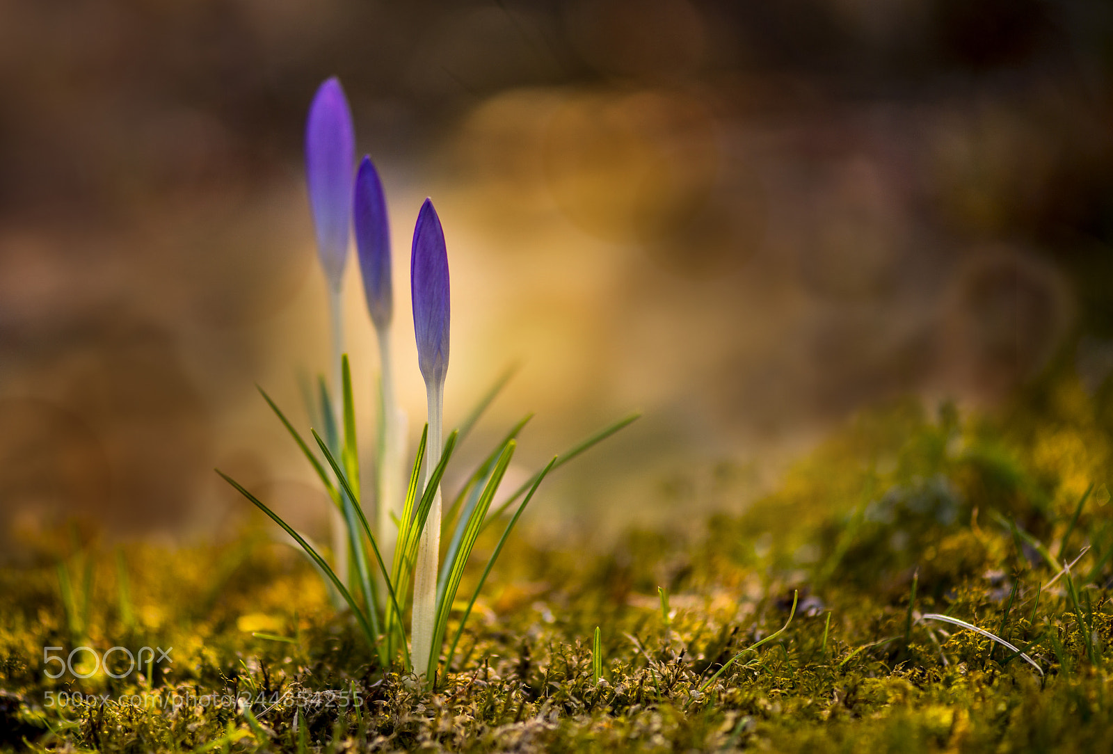 Nikon D800 sample photo. The beginning photography