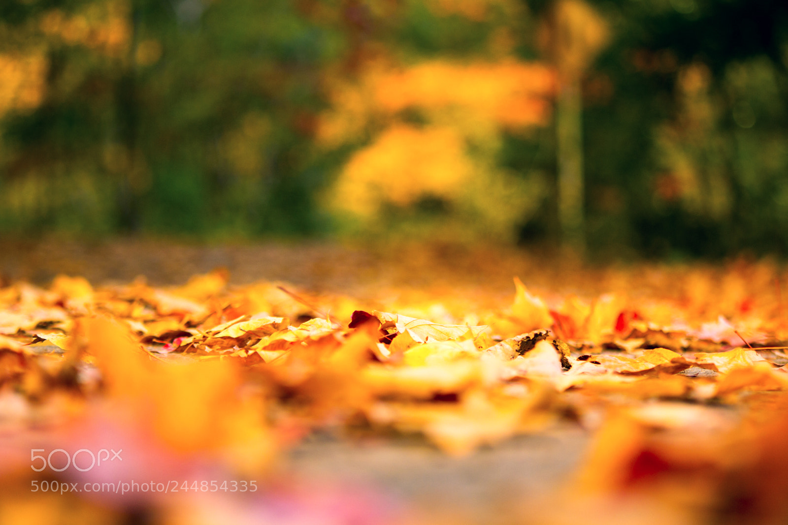 Canon EOS 60D sample photo. Maple leaves_秋季的落叶 photography