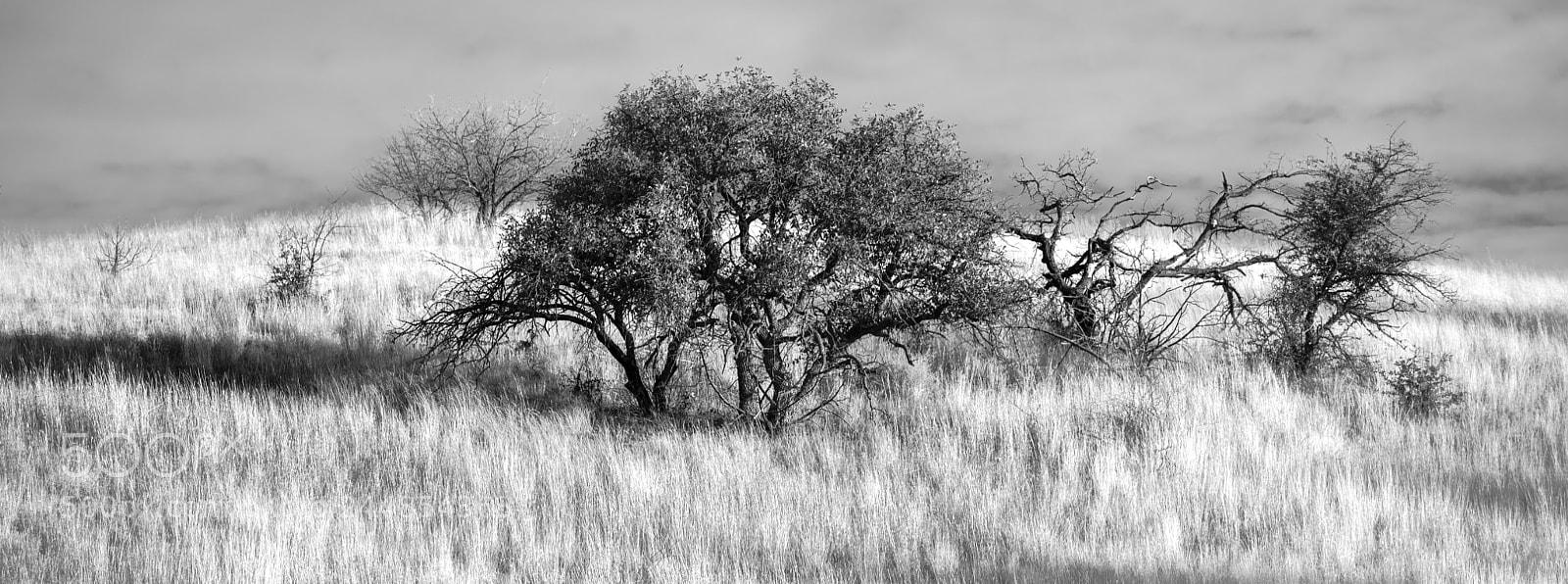 Nikon D850 sample photo. Survived a grass fire photography