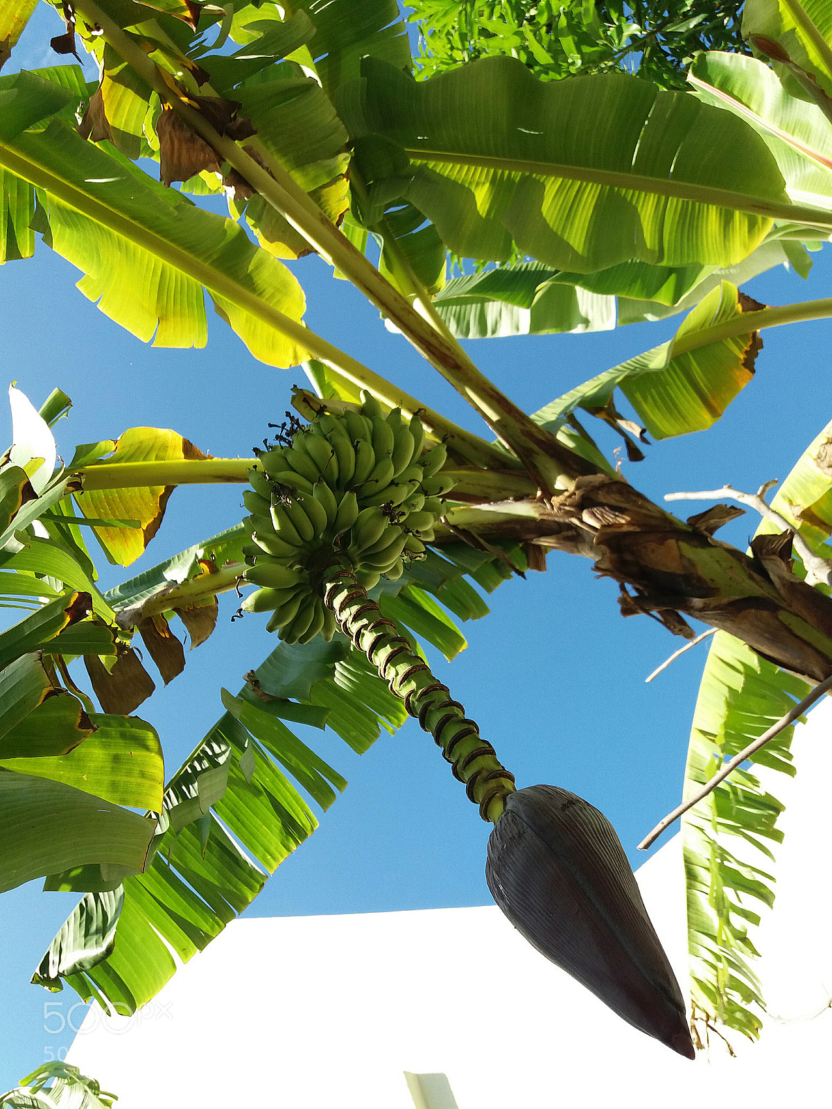 Samsung Galaxy J5(2016) sample photo. Banana tree photography