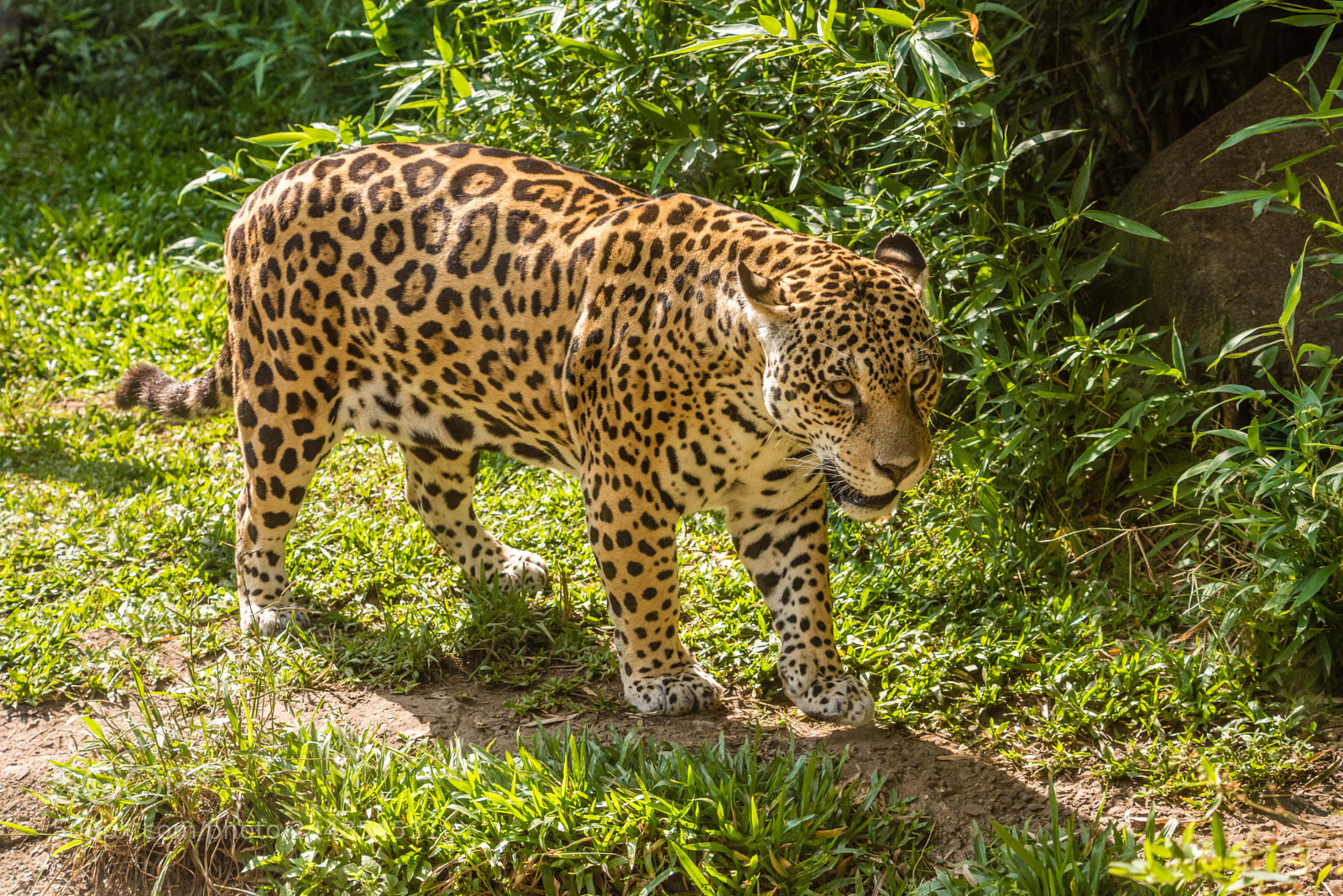 Nikon D7200 sample photo. Jaguar photography