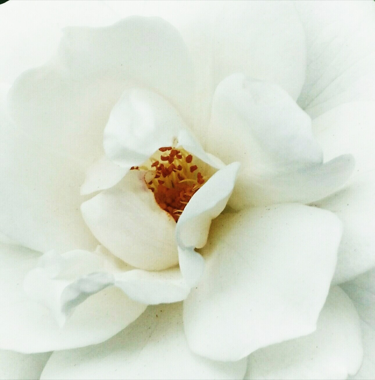 Motorola Moto X (2nd Gen) sample photo. With my whole heart photography