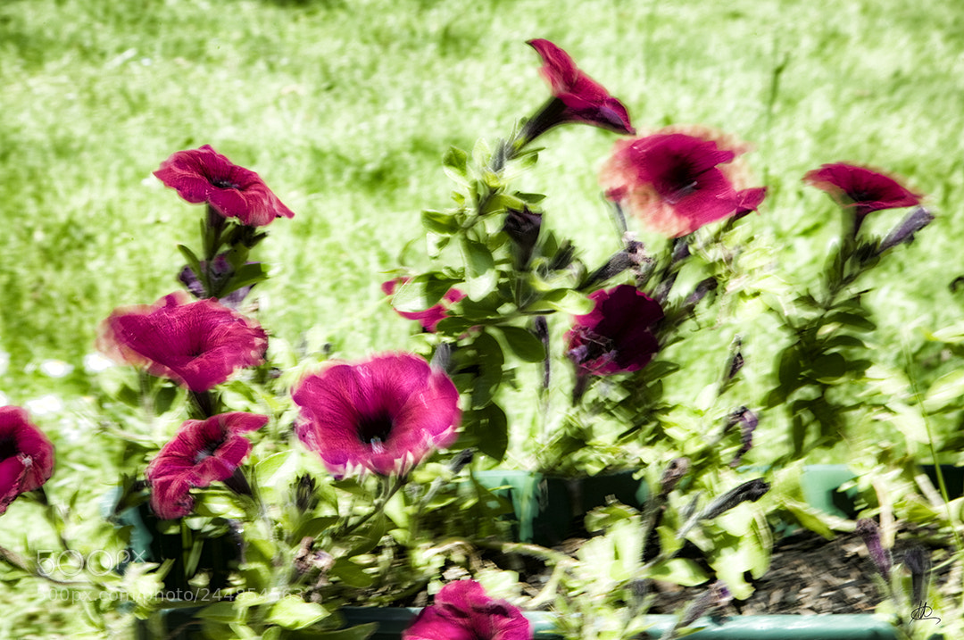 Canon EOS 5D sample photo. Imperfect nature photography