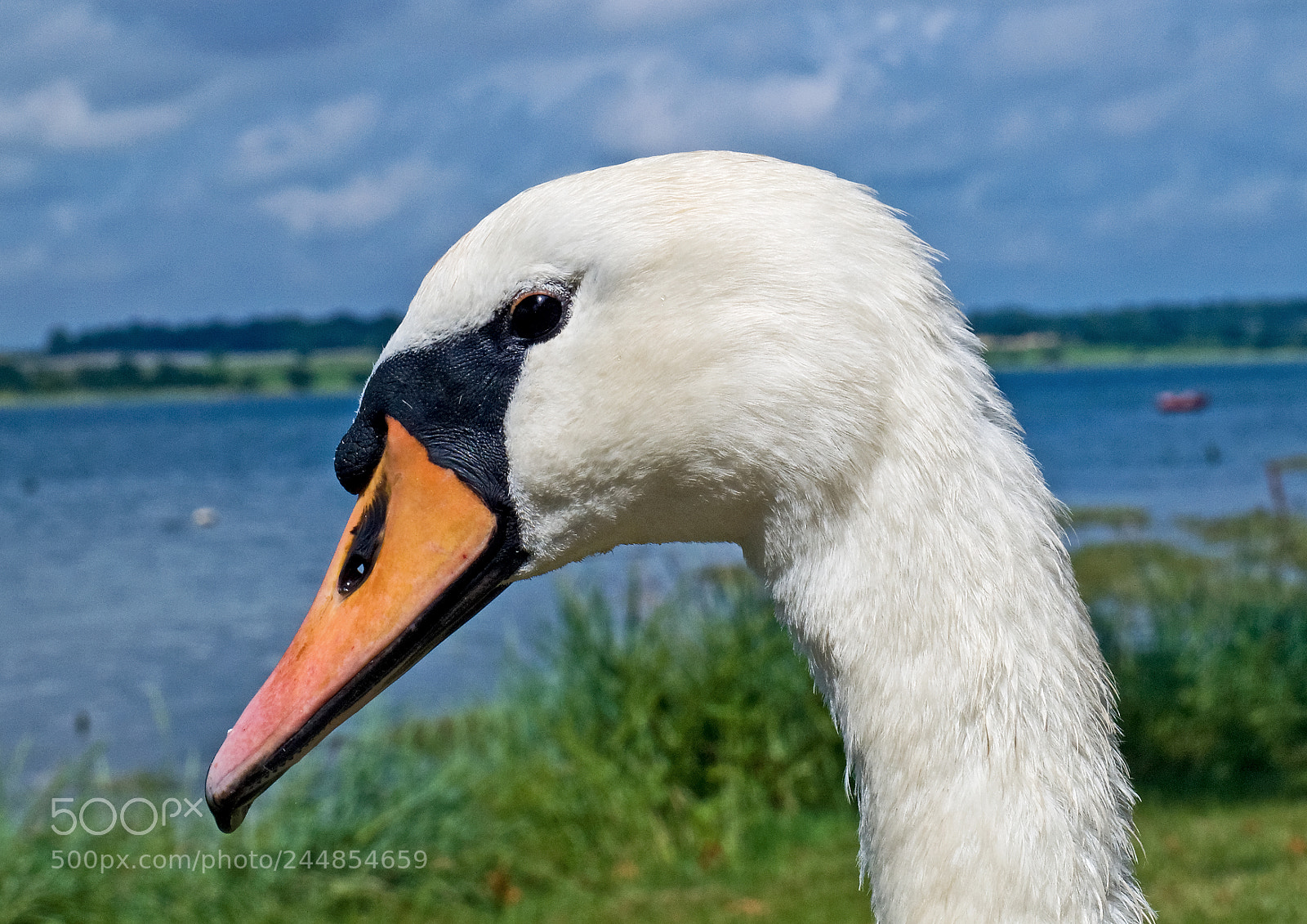Olympus E-510 (EVOLT E-510) sample photo. Swan profile photography