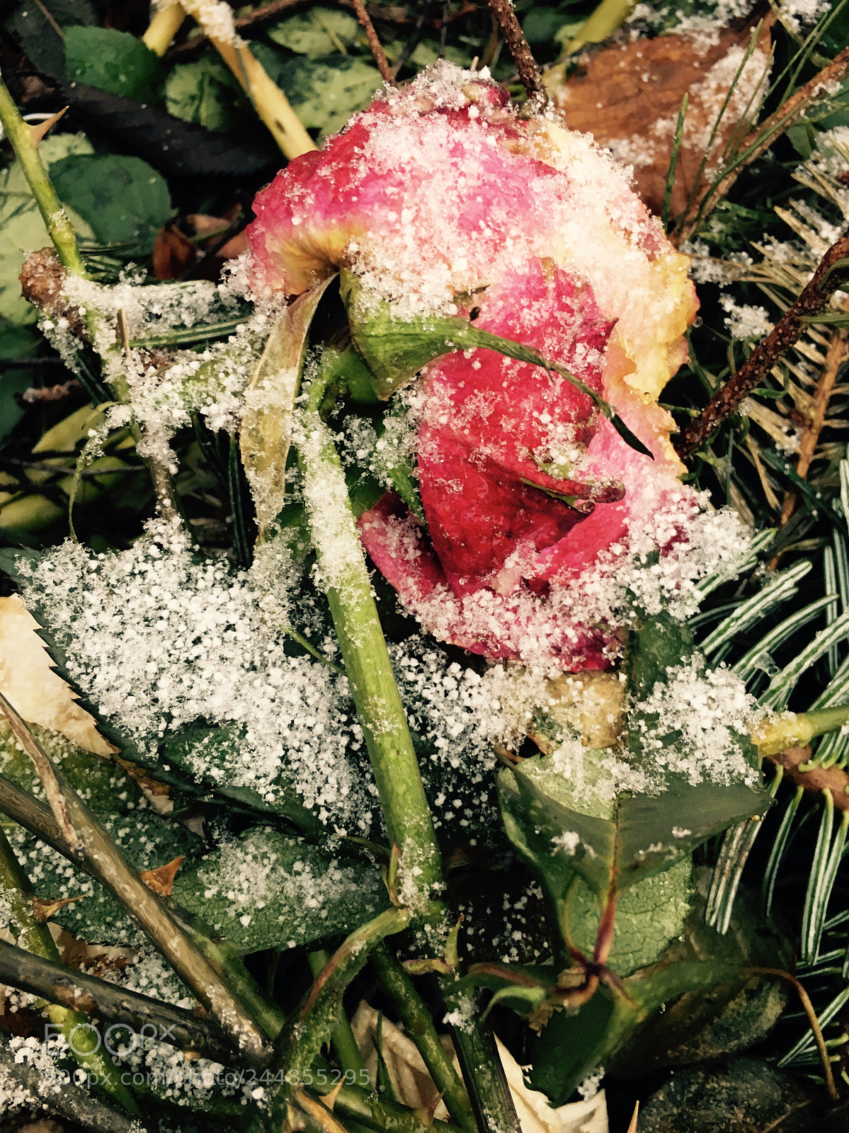 Apple iPhone 6s sample photo. Death of the rose photography