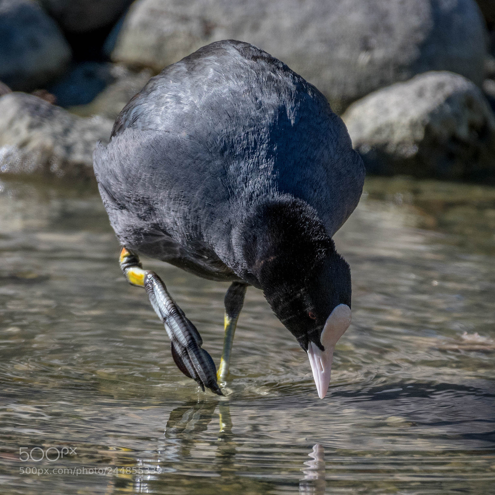 Nikon D500 sample photo. Aves photography