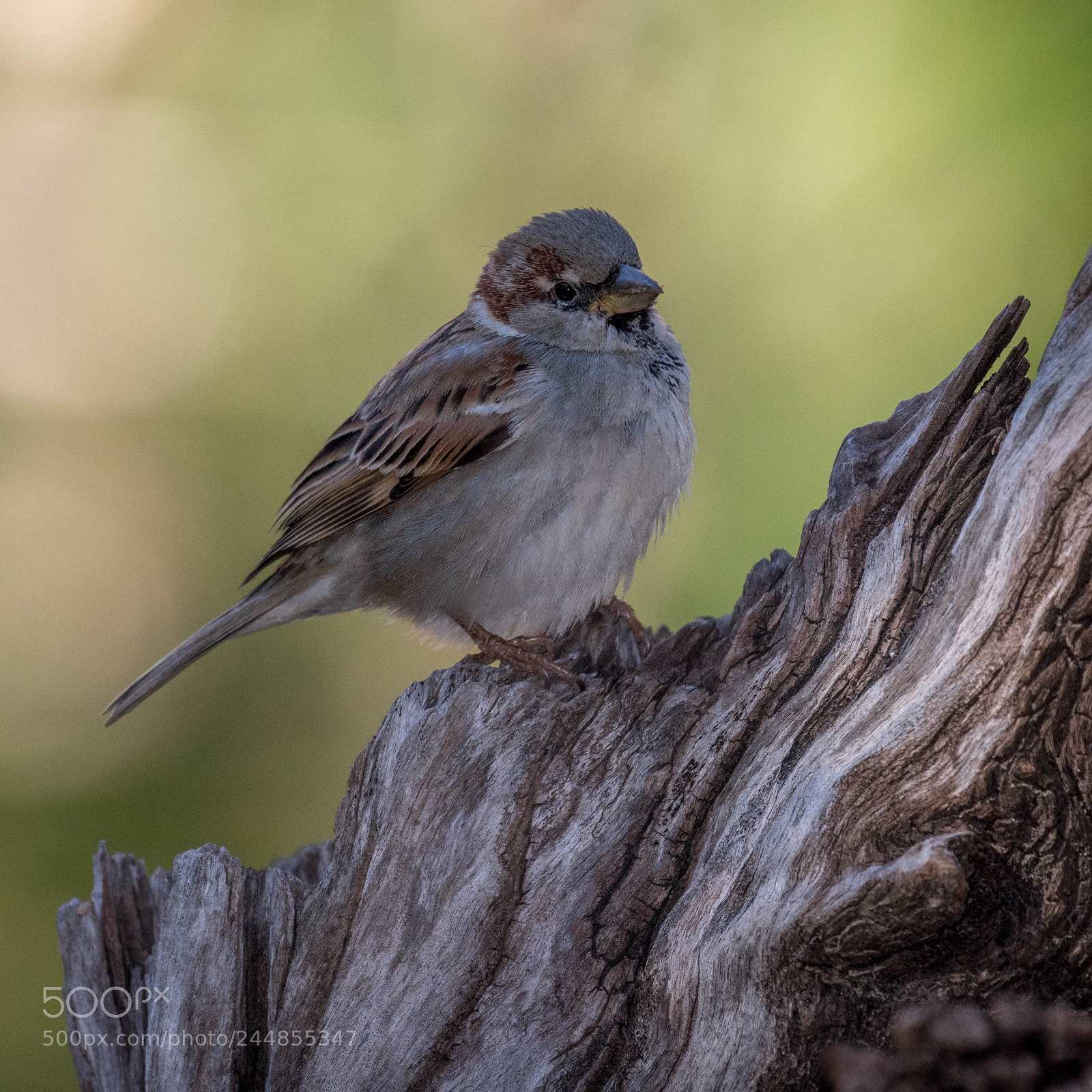 Nikon D500 sample photo. Aves photography