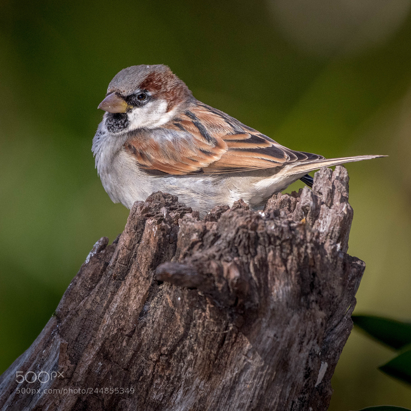 Nikon D500 sample photo. Aves photography