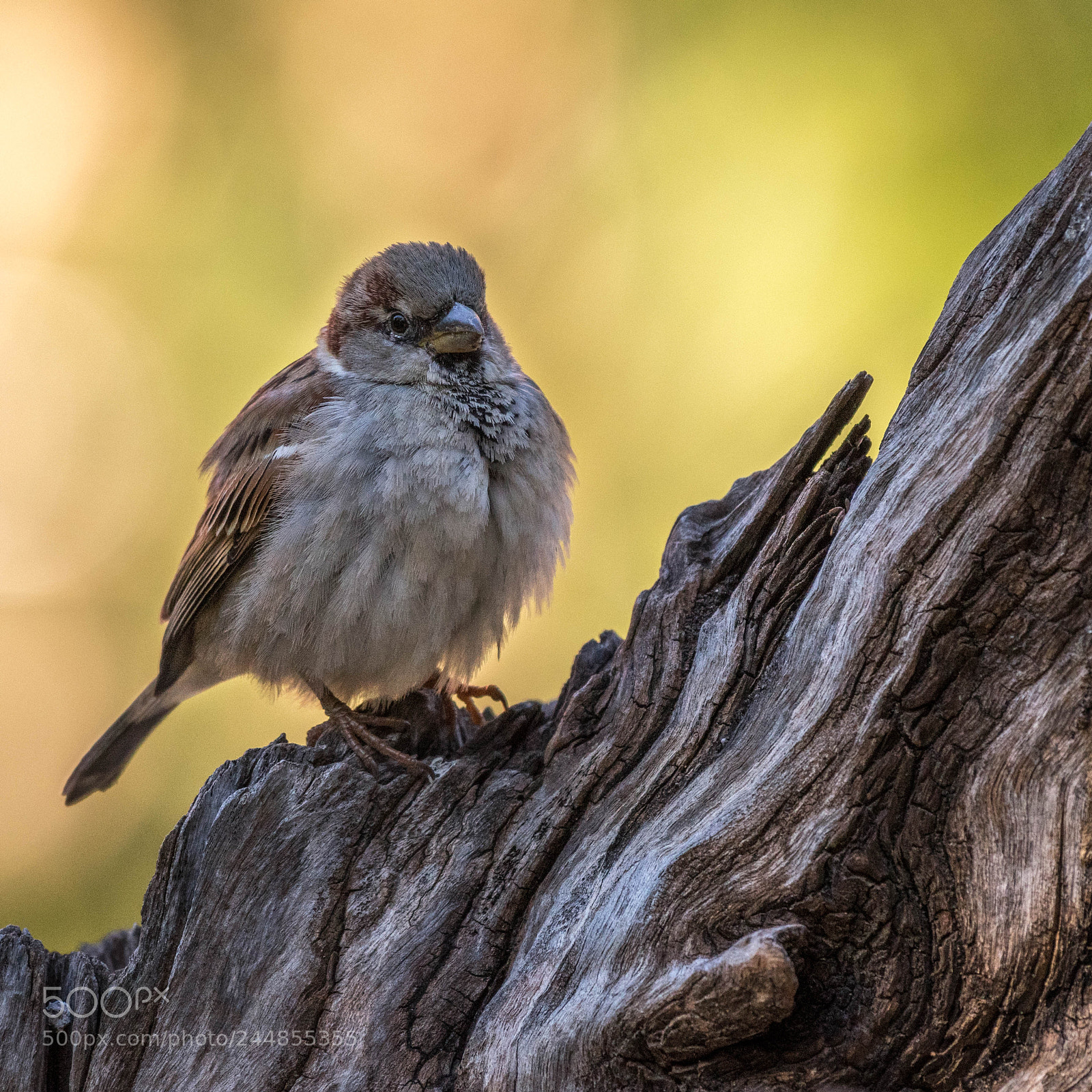 Nikon D500 sample photo. Aves photography