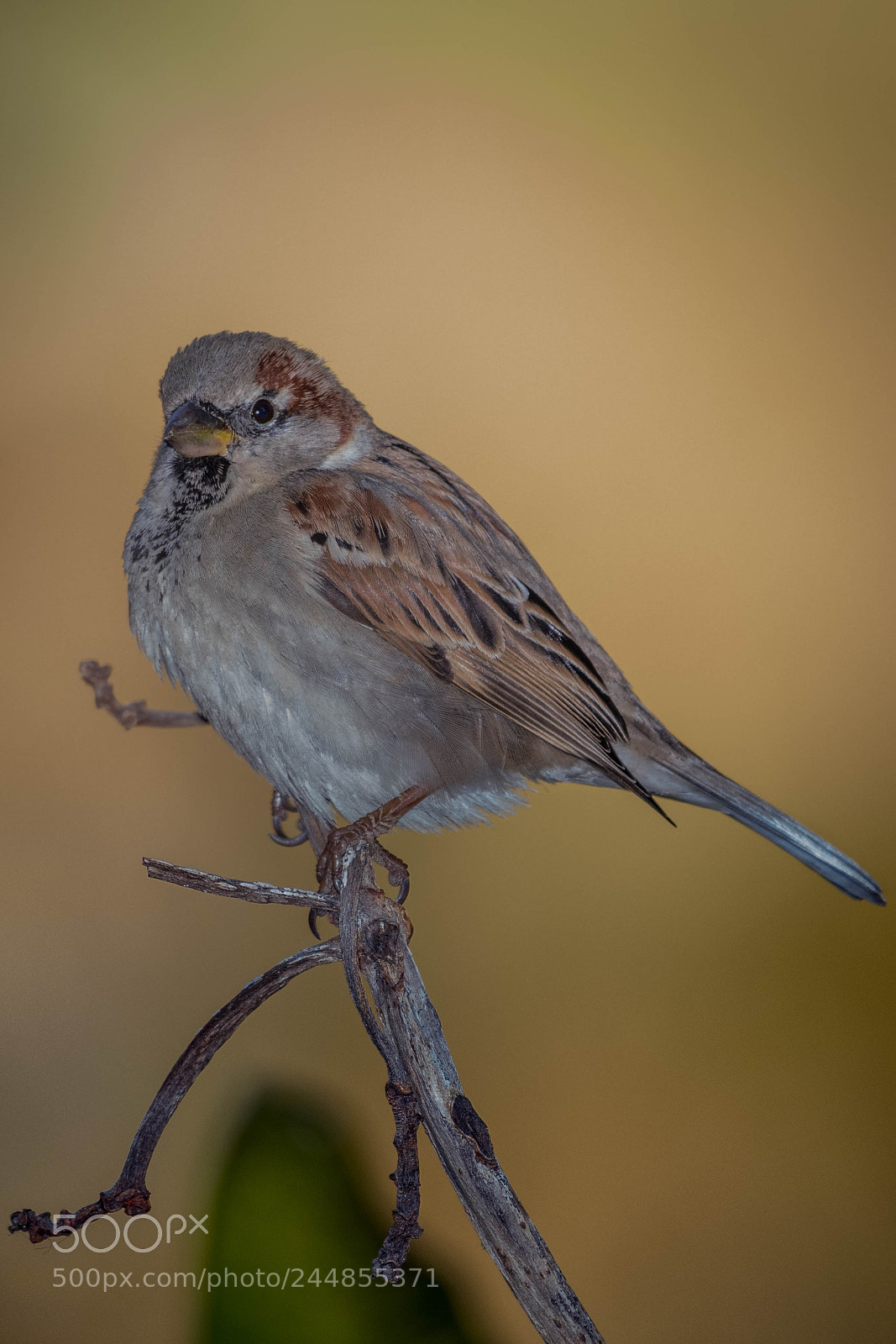 Nikon D500 sample photo. Aves photography