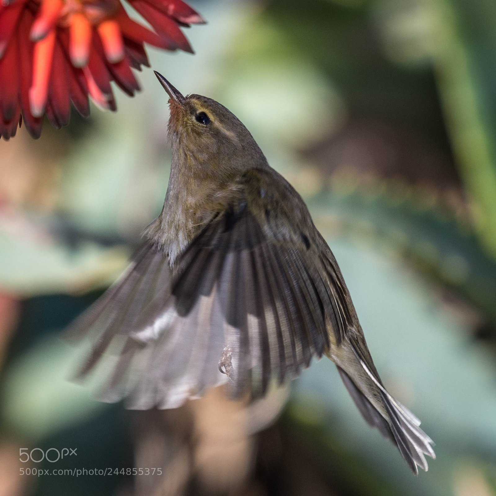 Nikon D500 sample photo. Aves photography