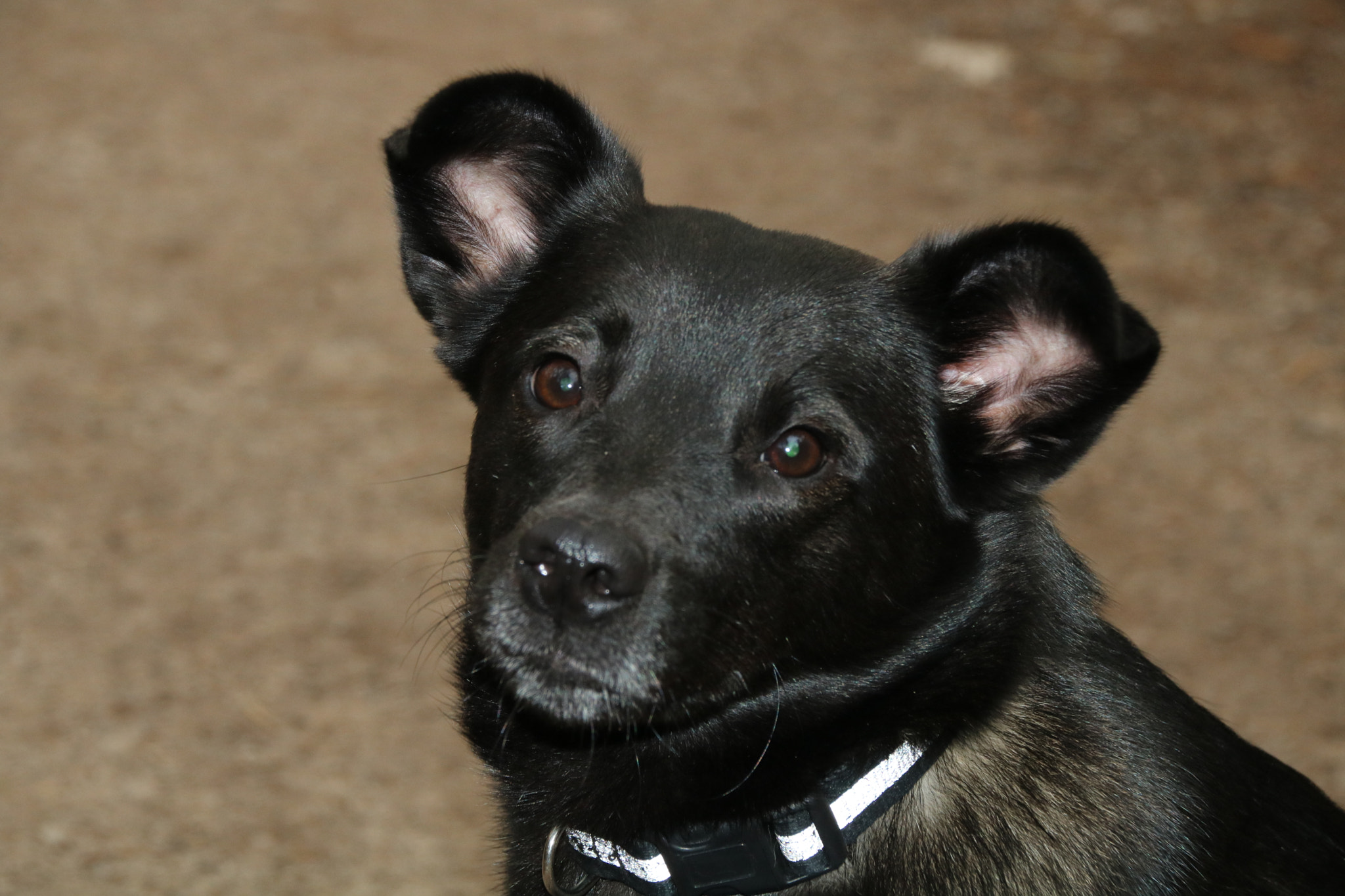 Canon EOS 750D (EOS Rebel T6i / EOS Kiss X8i) sample photo. Treuer begleiter photography