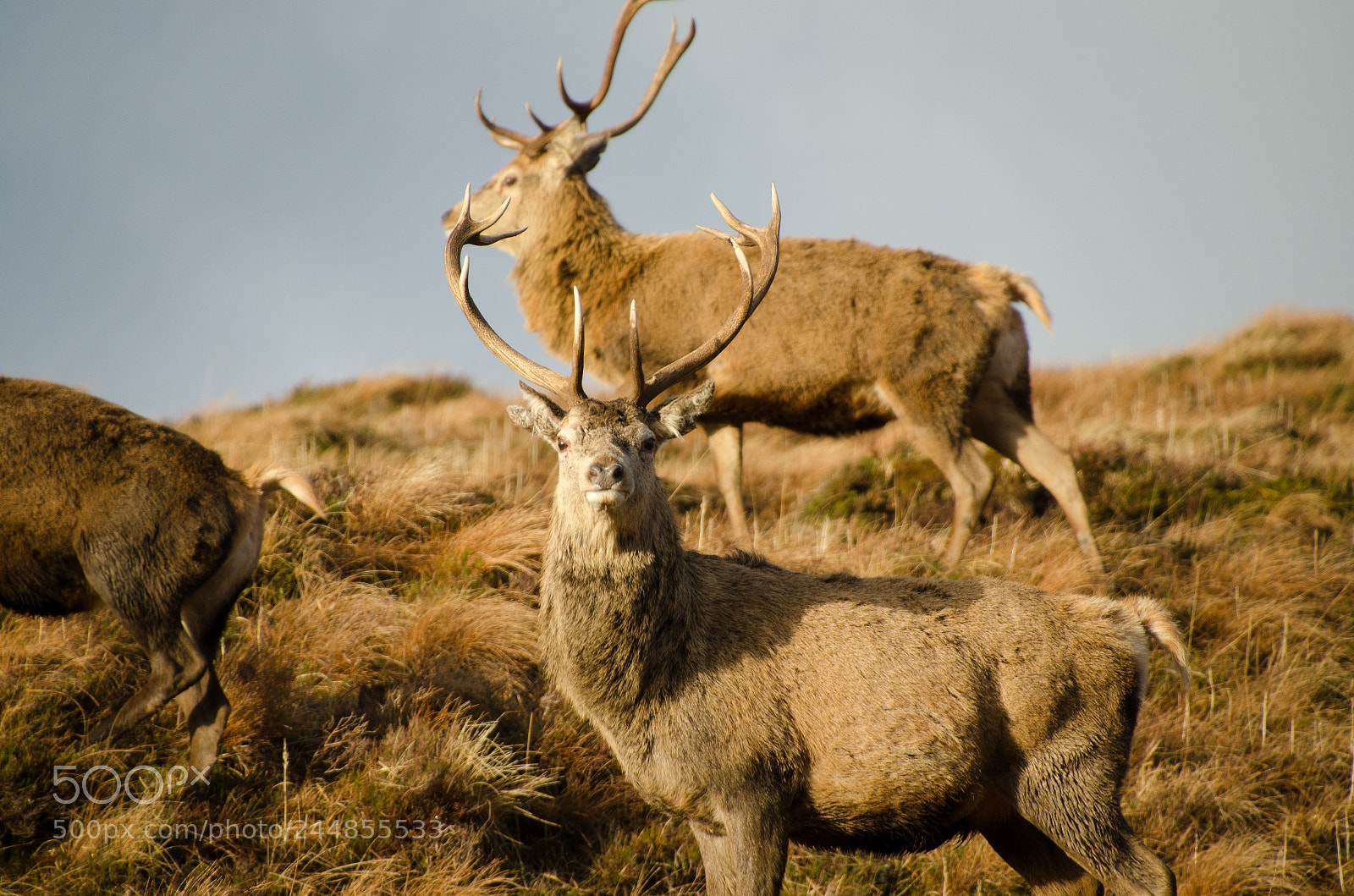 Nikon D7000 sample photo. Red deer- cervus elaphus photography
