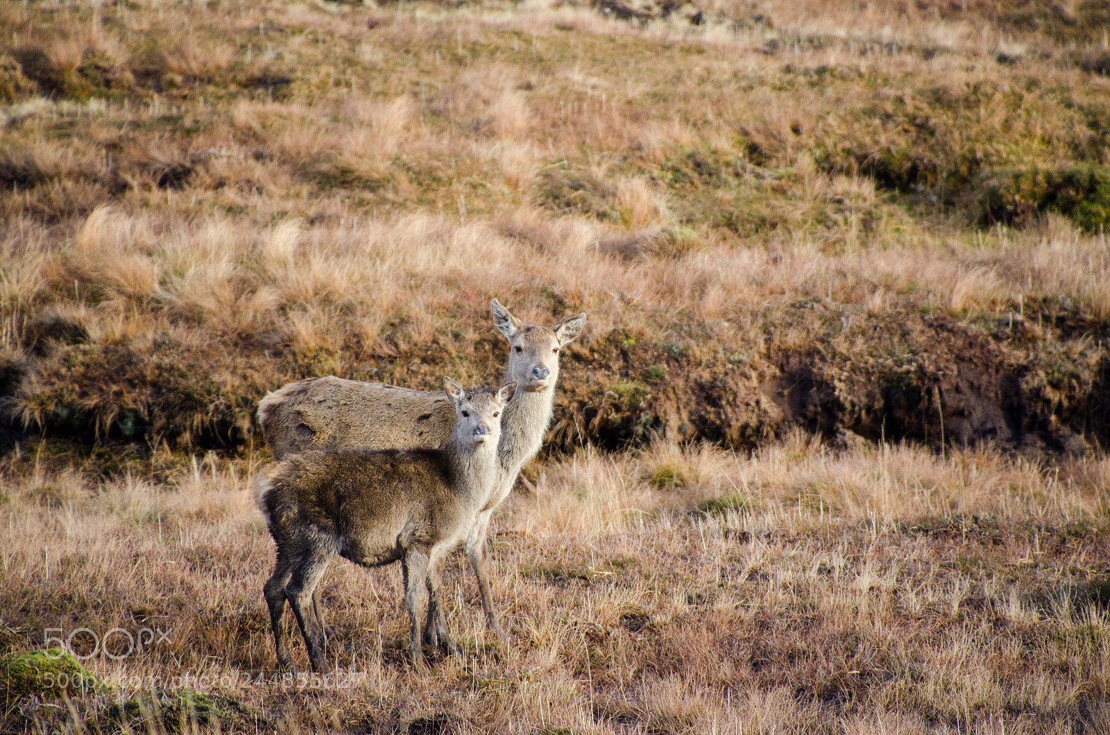 Nikon D7000 sample photo. Highland fawn photography