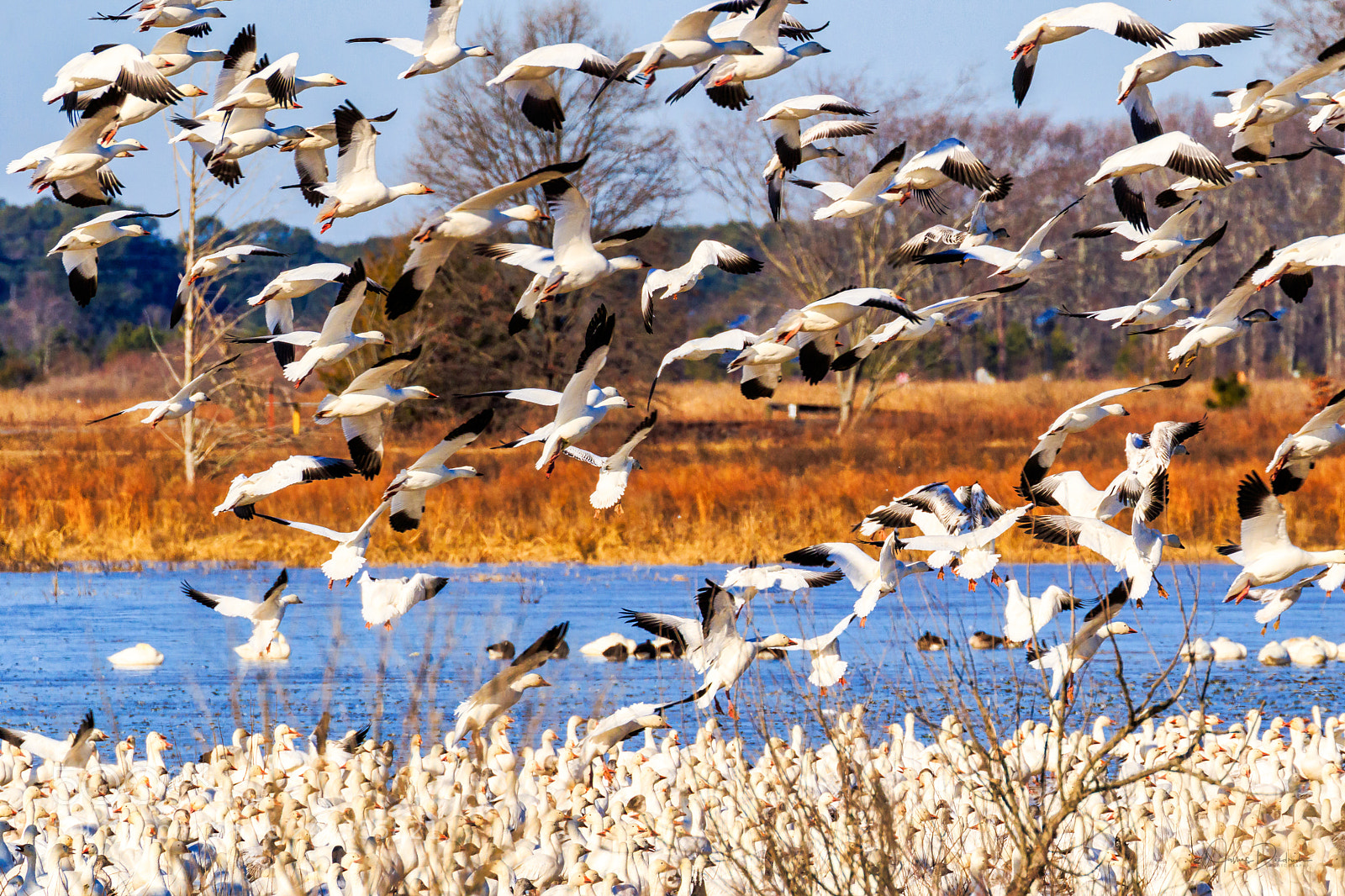 Canon EOS 7D Mark II sample photo. Snow geese photography