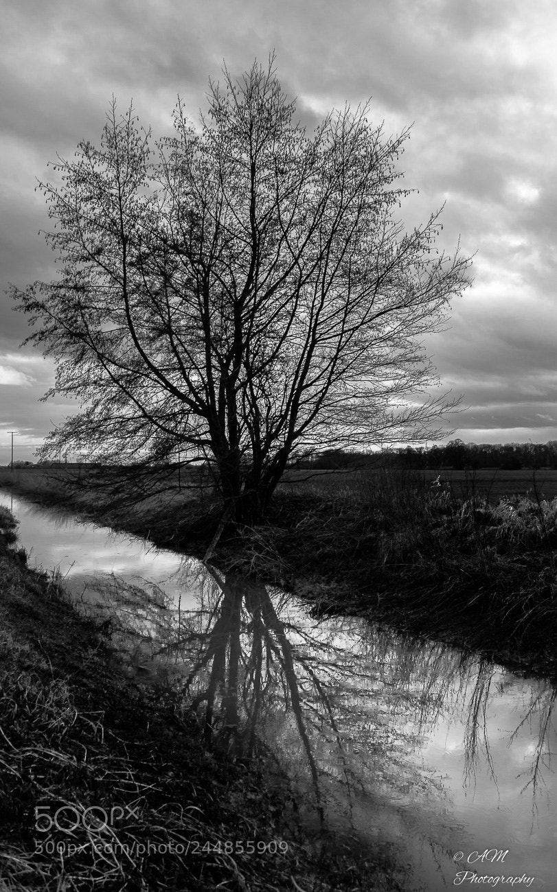 Nikon D5100 sample photo. Baum am fluss photography